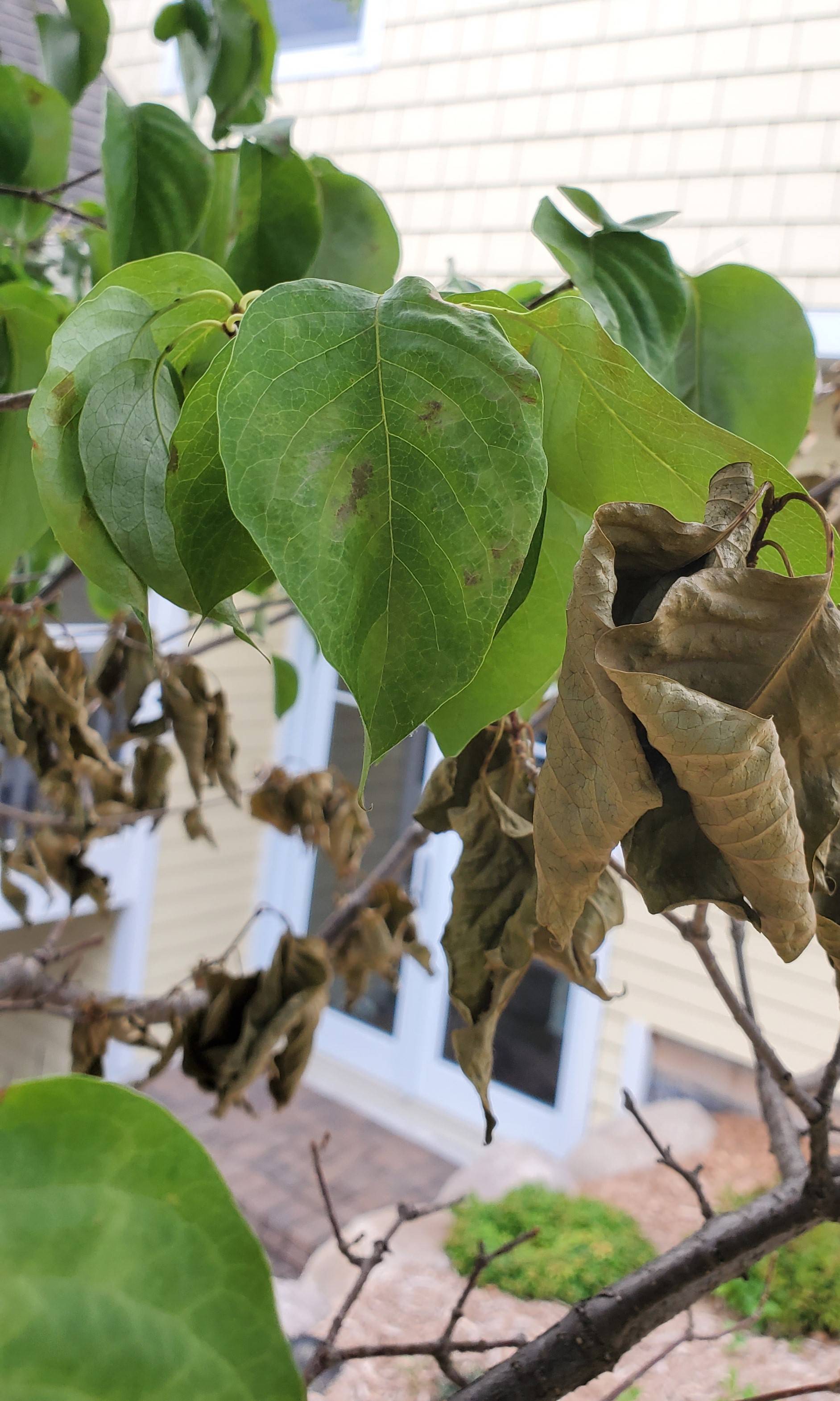 diagnosis Lilac Tree Branches Suddenly Dying Gardening