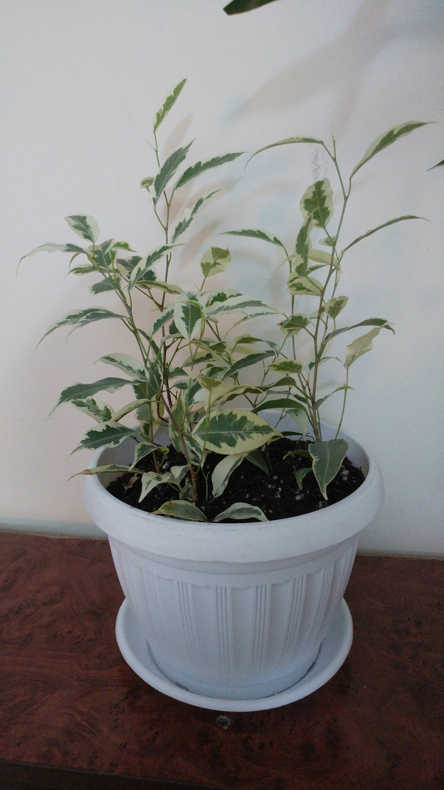 watering What is this houseplant with woody stem and varigated leaves