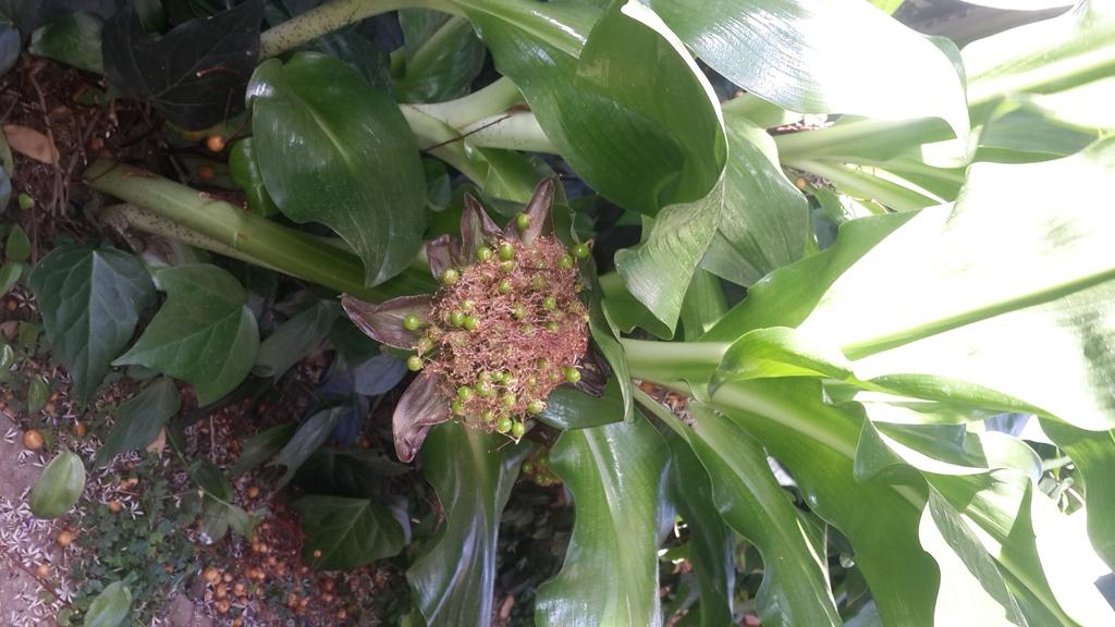 identification What is this South African plant with broad, waxy
