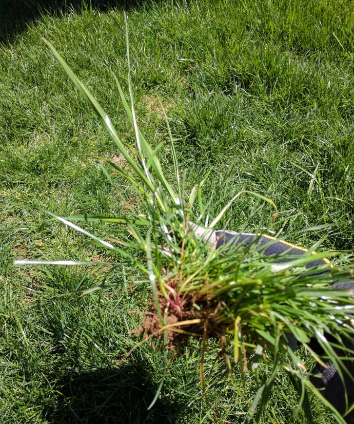 lawn What is this grassy weed? Gardening & Landscaping Stack Exchange