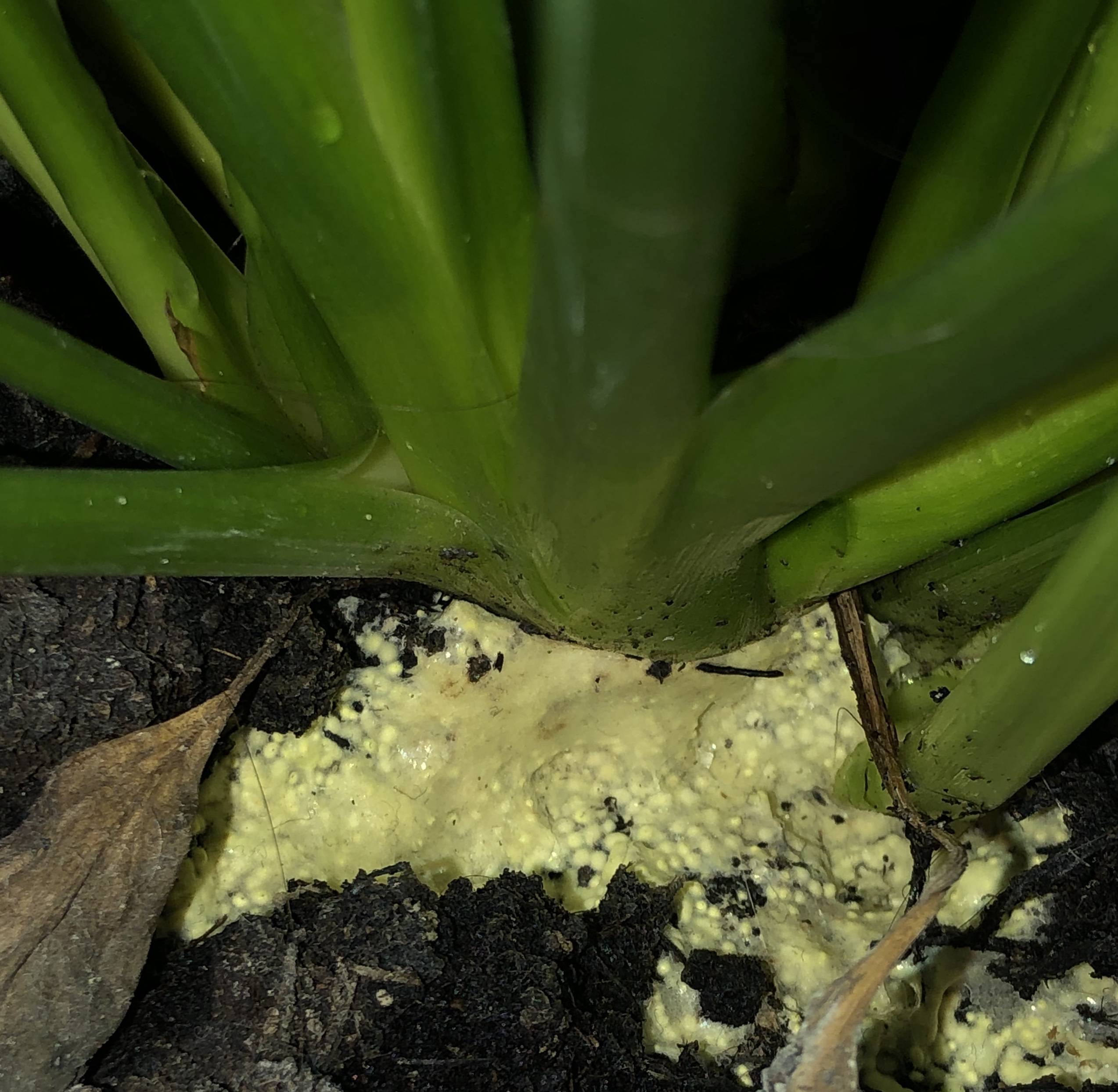diseases Getting rid of strange eggs in houseplant soil Gardening