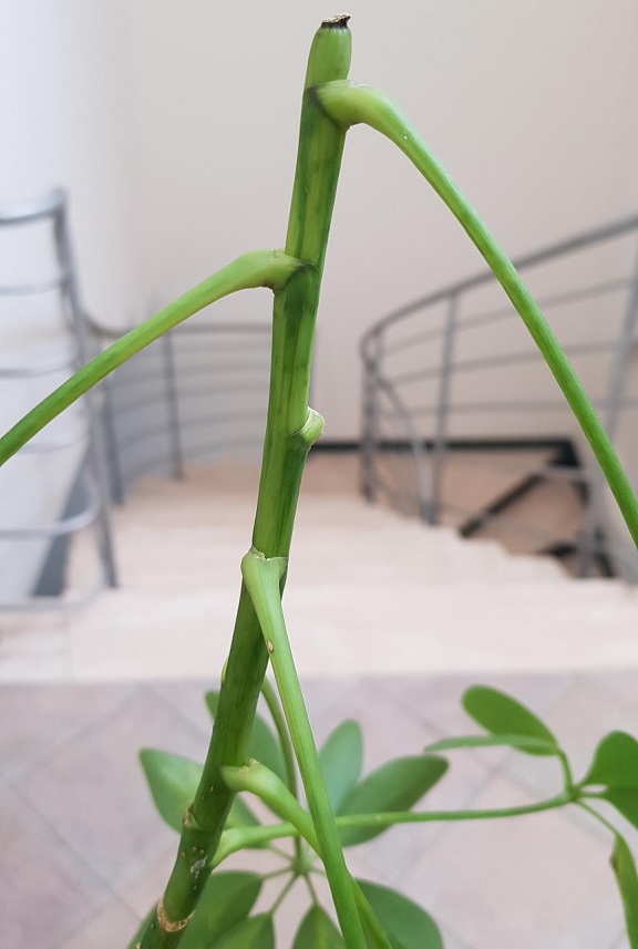 houseplants I cut the top of my schefflera plant and it's been droopy