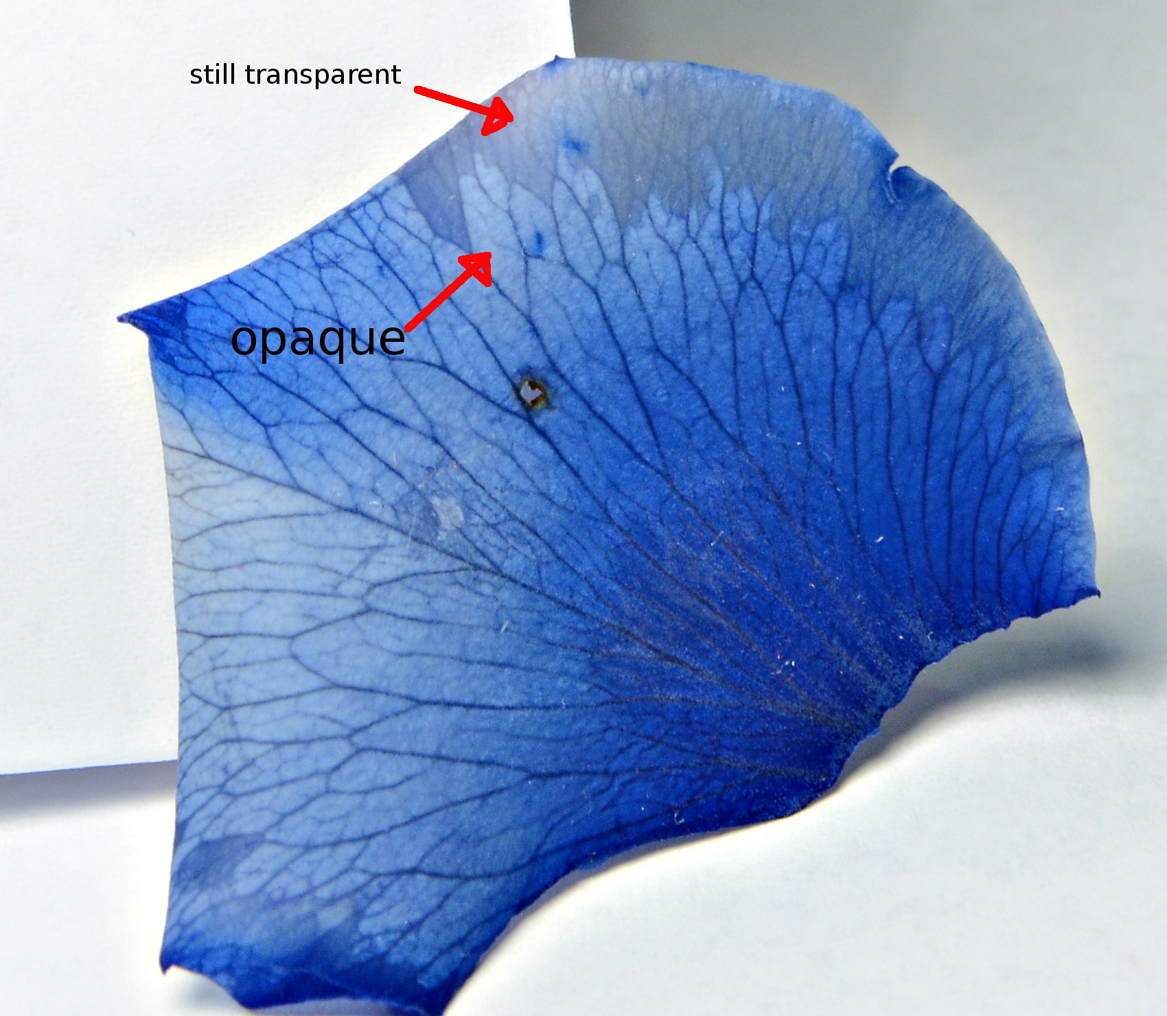 biochemistry How to correctly preserve organic matter with ethylene