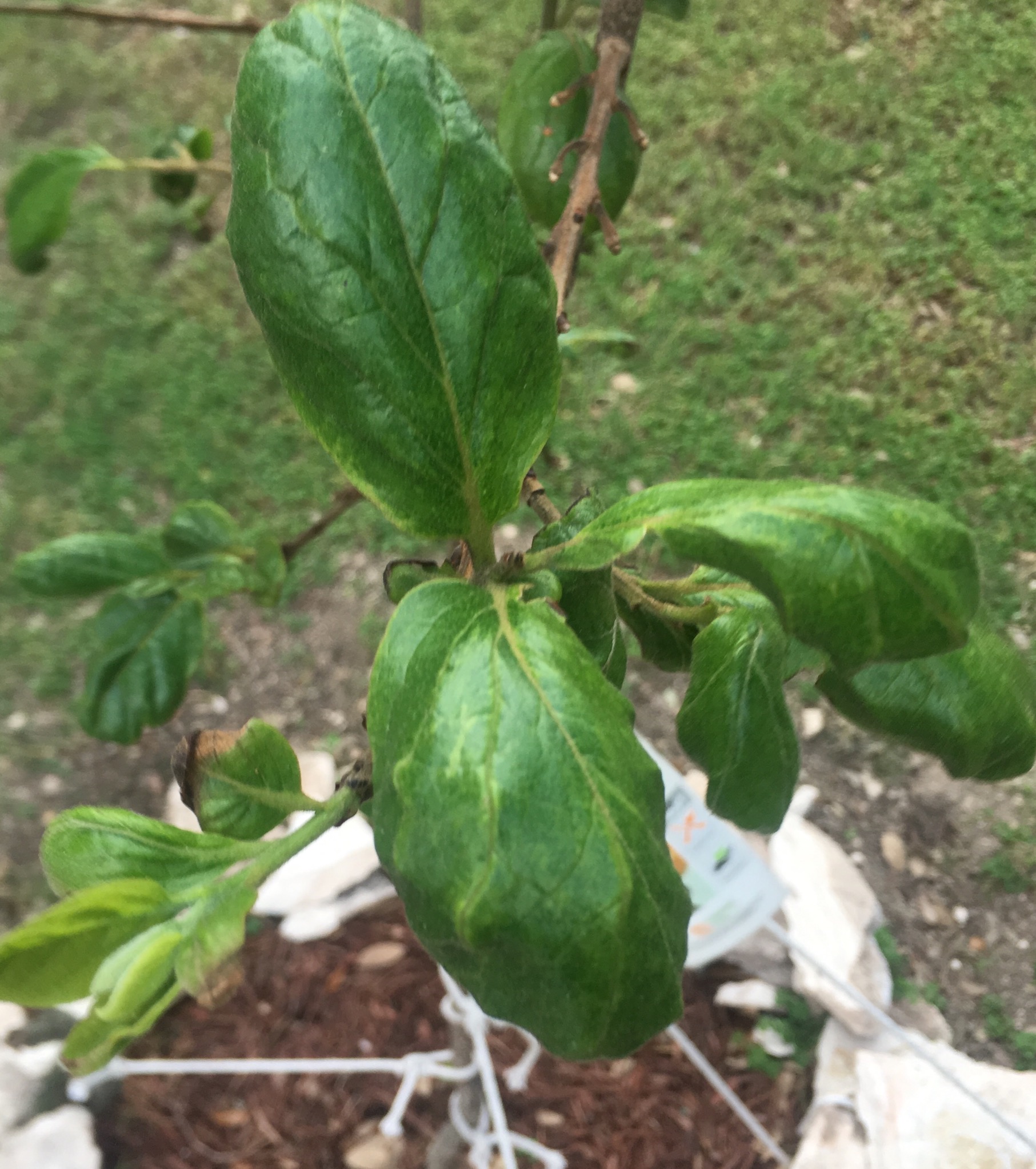 Persimmon tree leaves turning black Gardening & Landscaping Stack