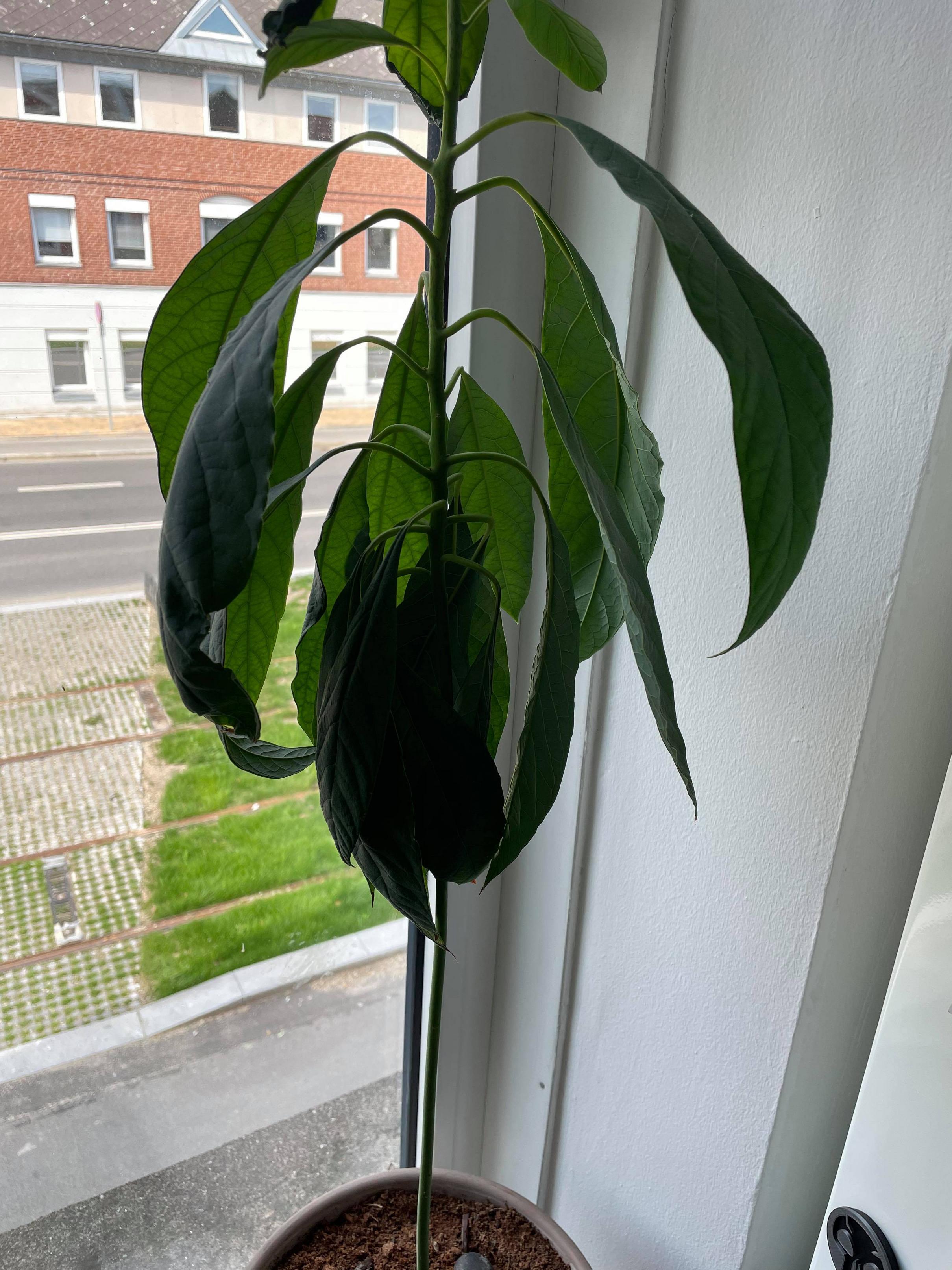 Avocado indoor tree wilting Gardening & Landscaping Stack Exchange