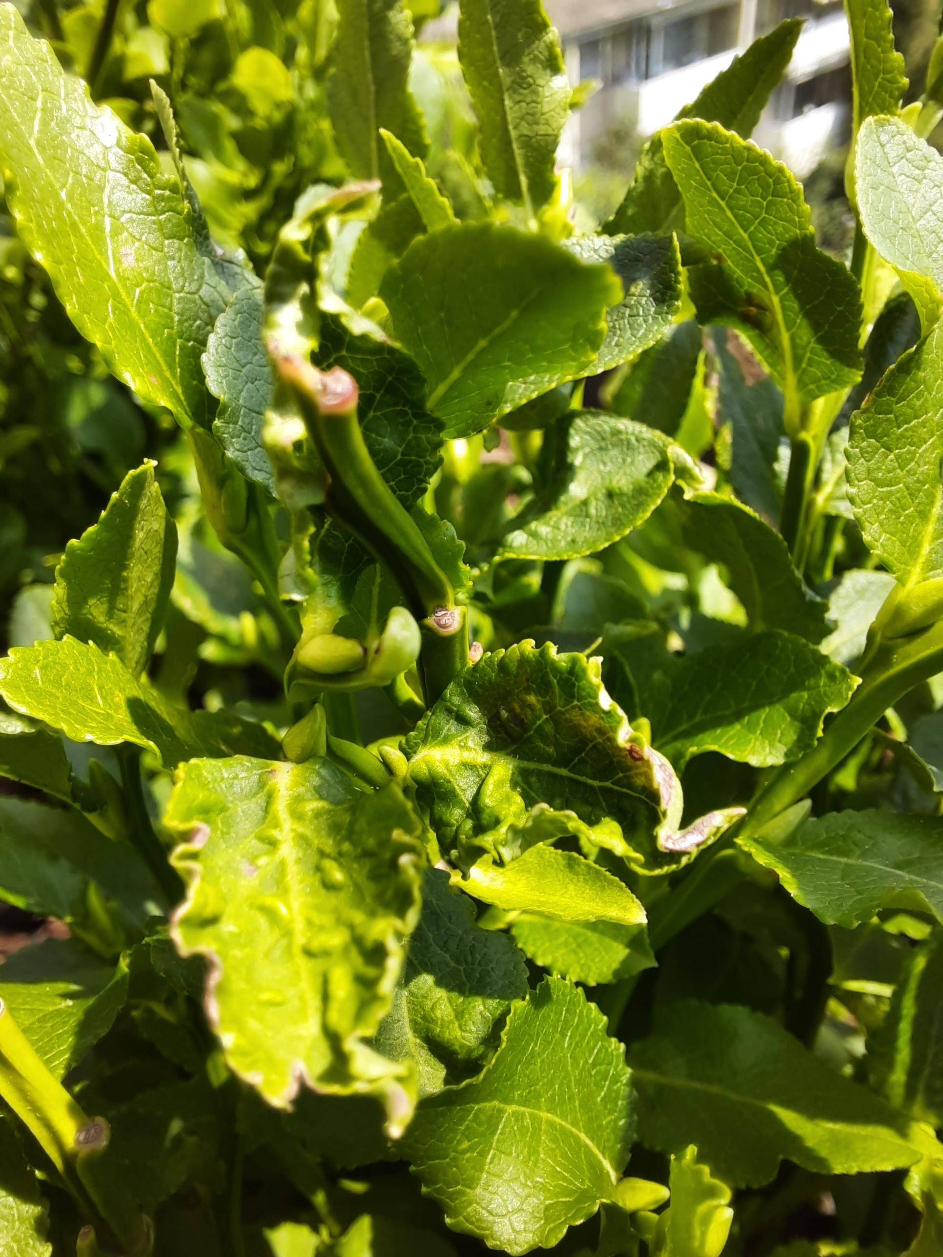 diagnosis Deformed new leaves on my bilberry (european blueberry