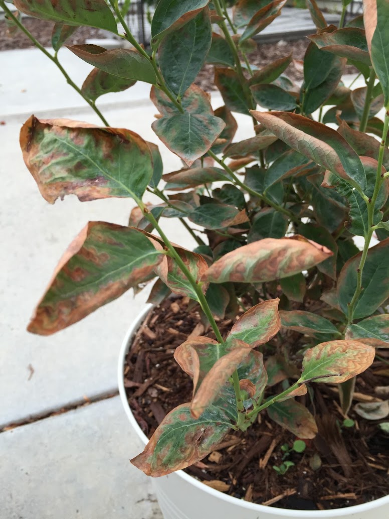 blueberries Jubilee blueberry's leaves are browning Gardening