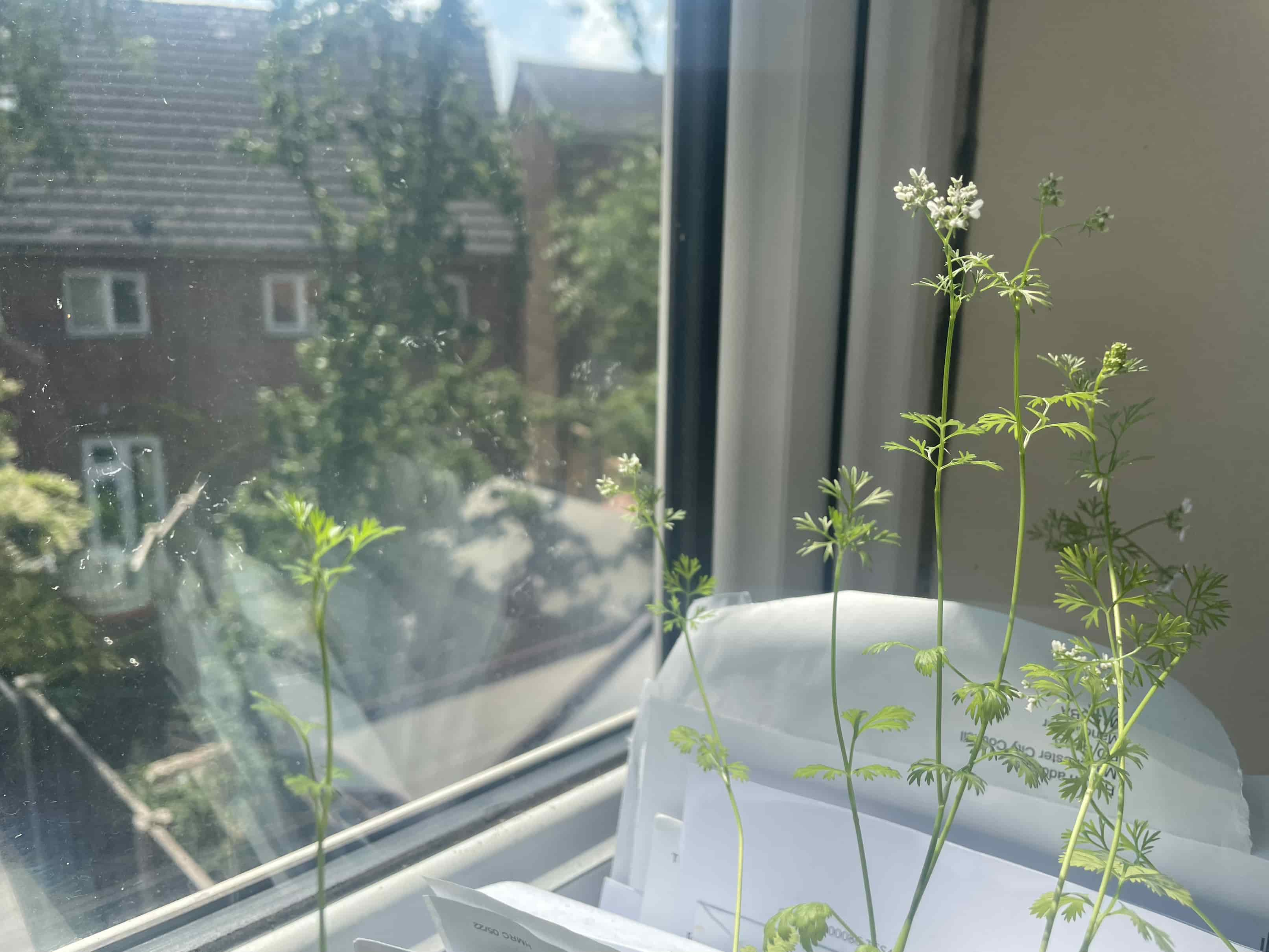 germination Why are coriander plants dying? Gardening & Landscaping