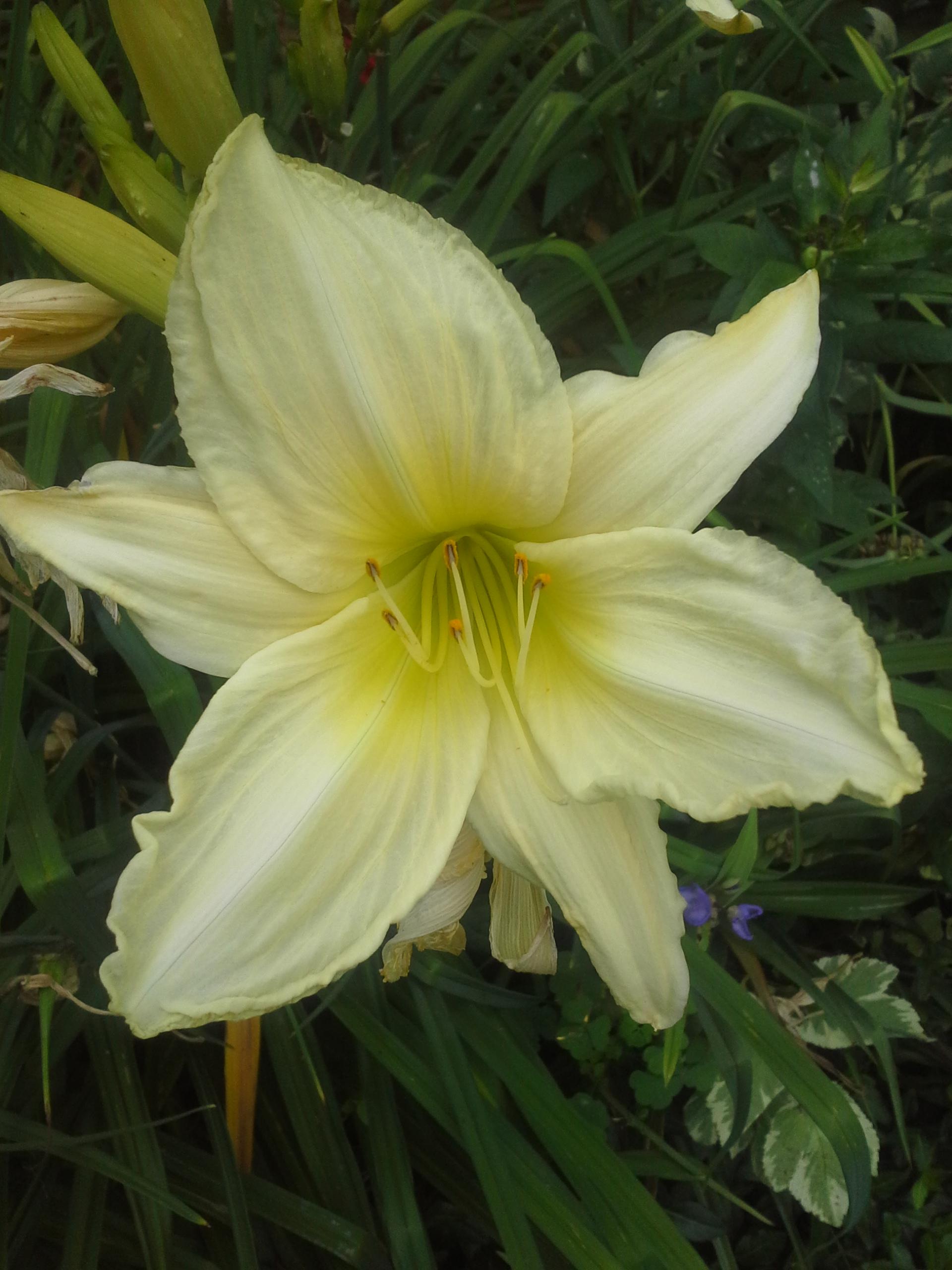 perennials Should I deadhead my daylilies? Gardening & Landscaping