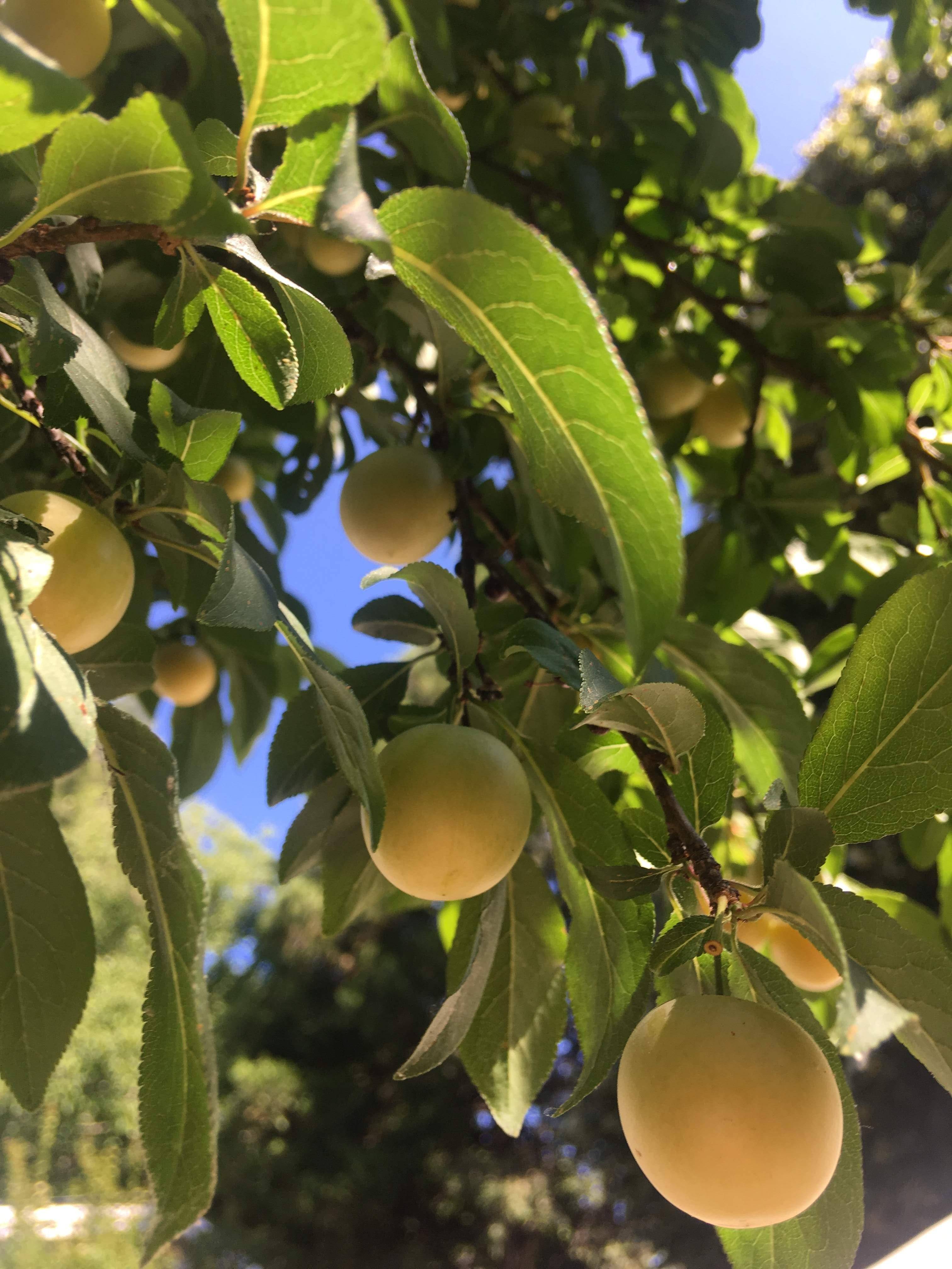 how to grow green gage plum tree from seed Portentous Vlog Bildergallerie