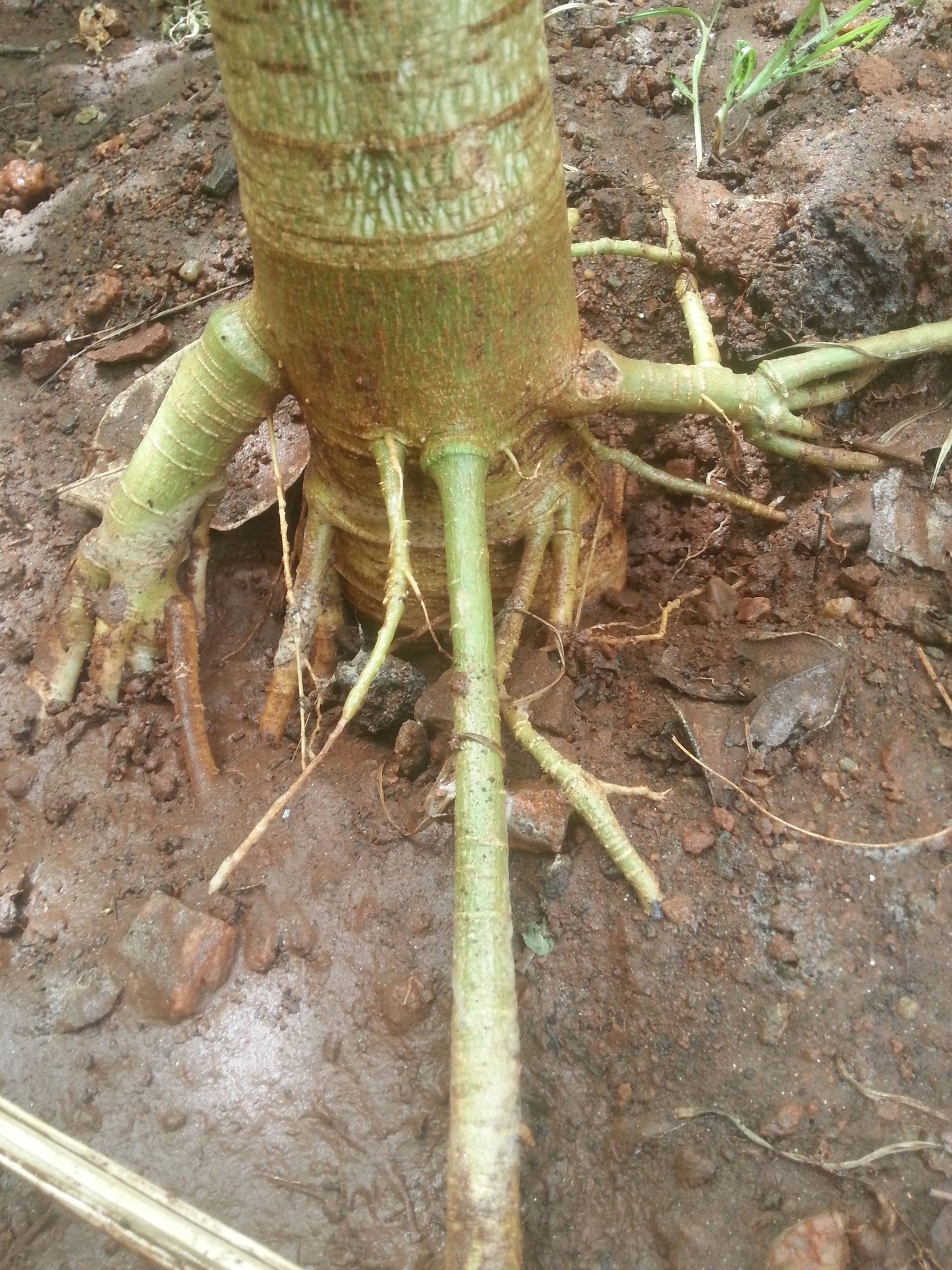 fruit trees Is it a big deal if the upper parts of papaya roots are