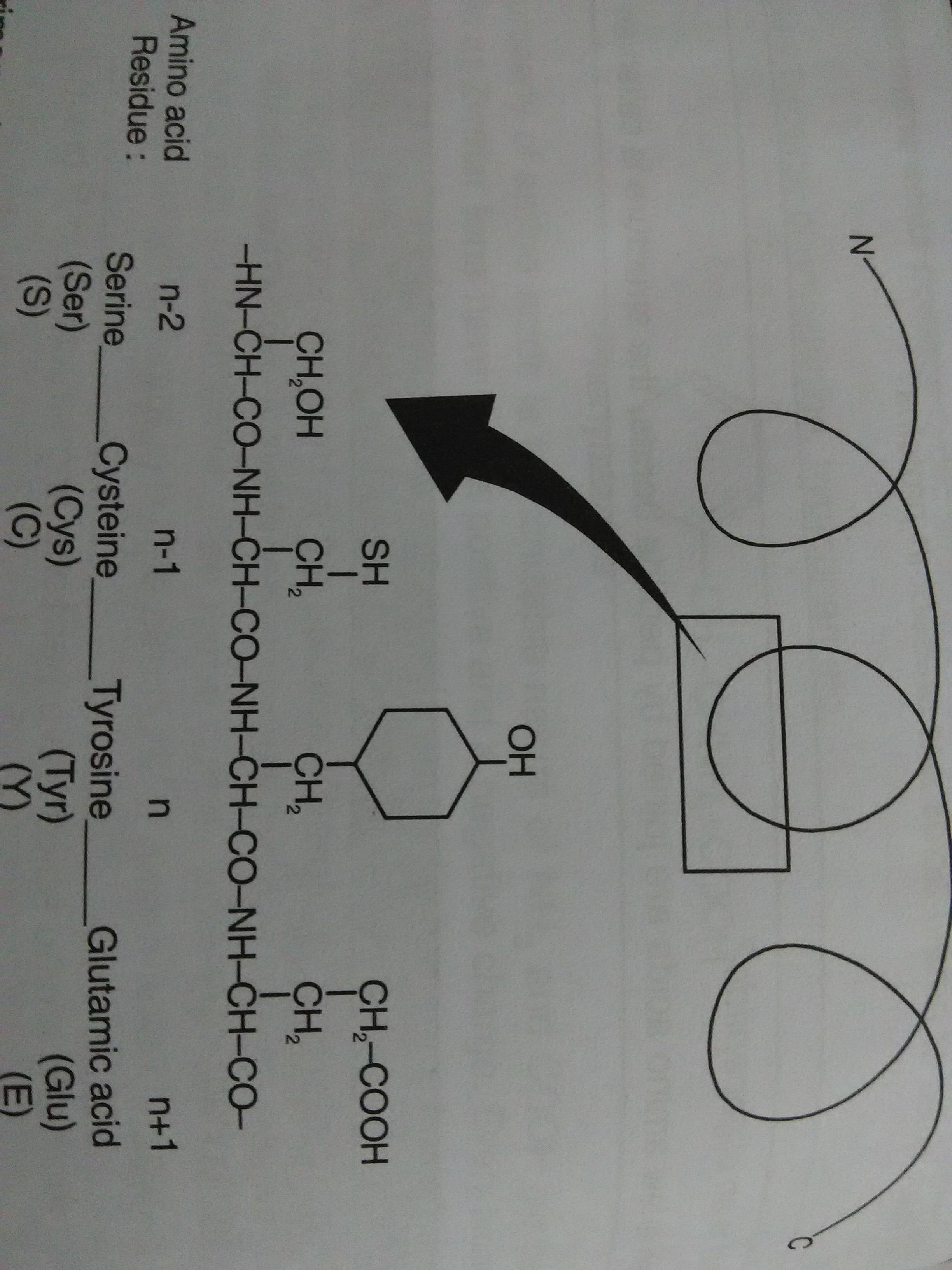 Does protein consist of repeating units of amino acids? Biology Stack