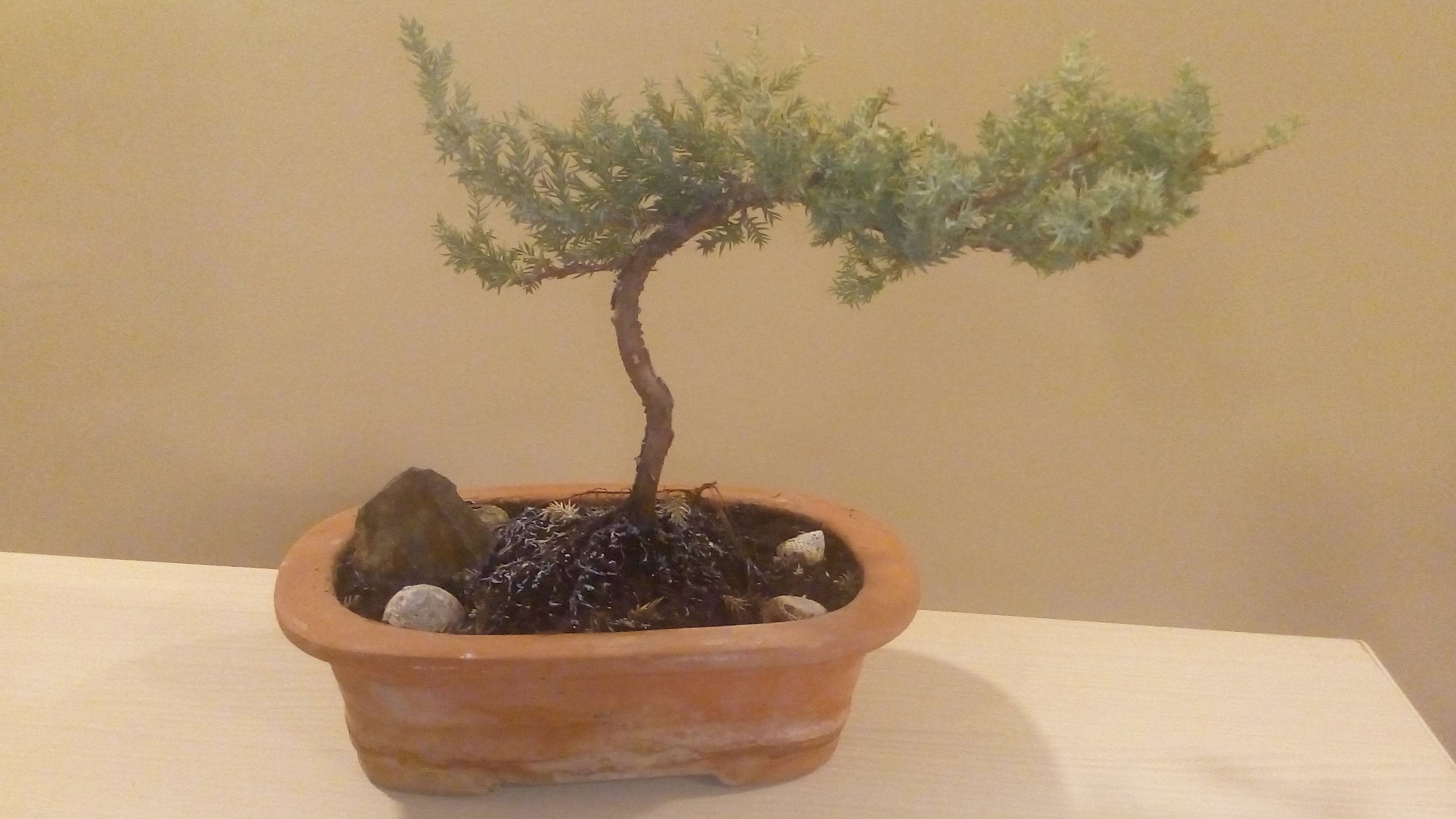 plant care Exposed roots in a juniperus bonsai, plus probable fungi