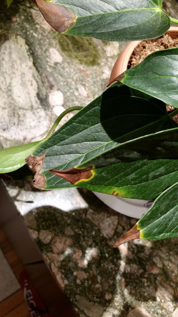 How To Save Dying Anthurium at Ada Rosamond blog