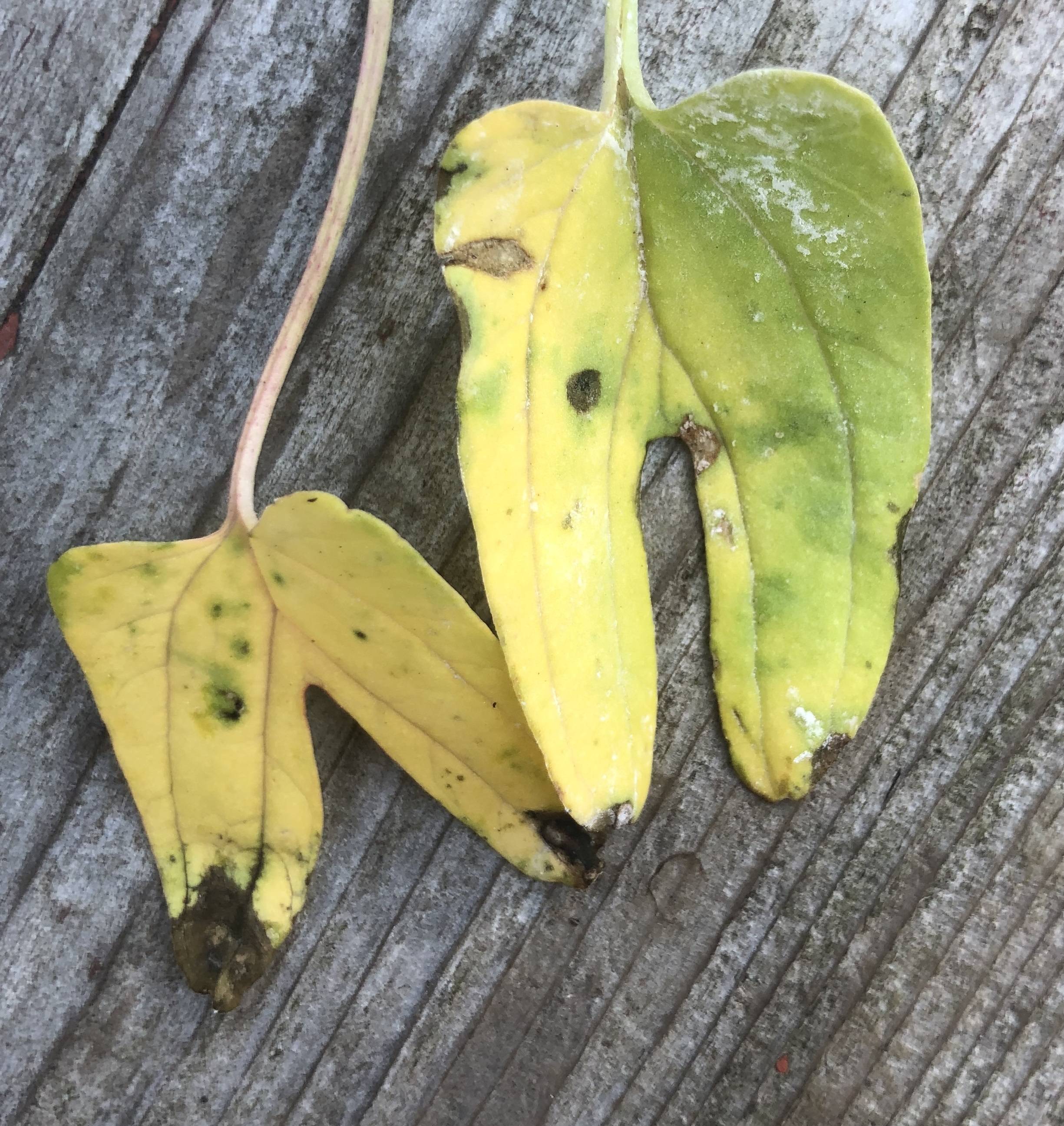 plant health Yellowing spotted morning glory leaves Gardening