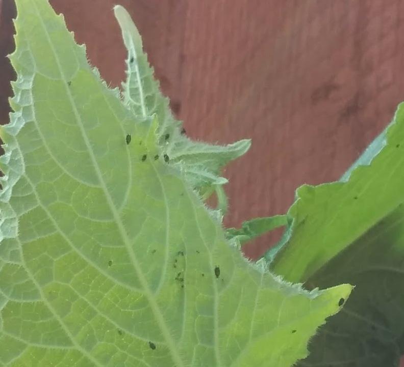 vegetables What are these small black things appearing on my cucumber