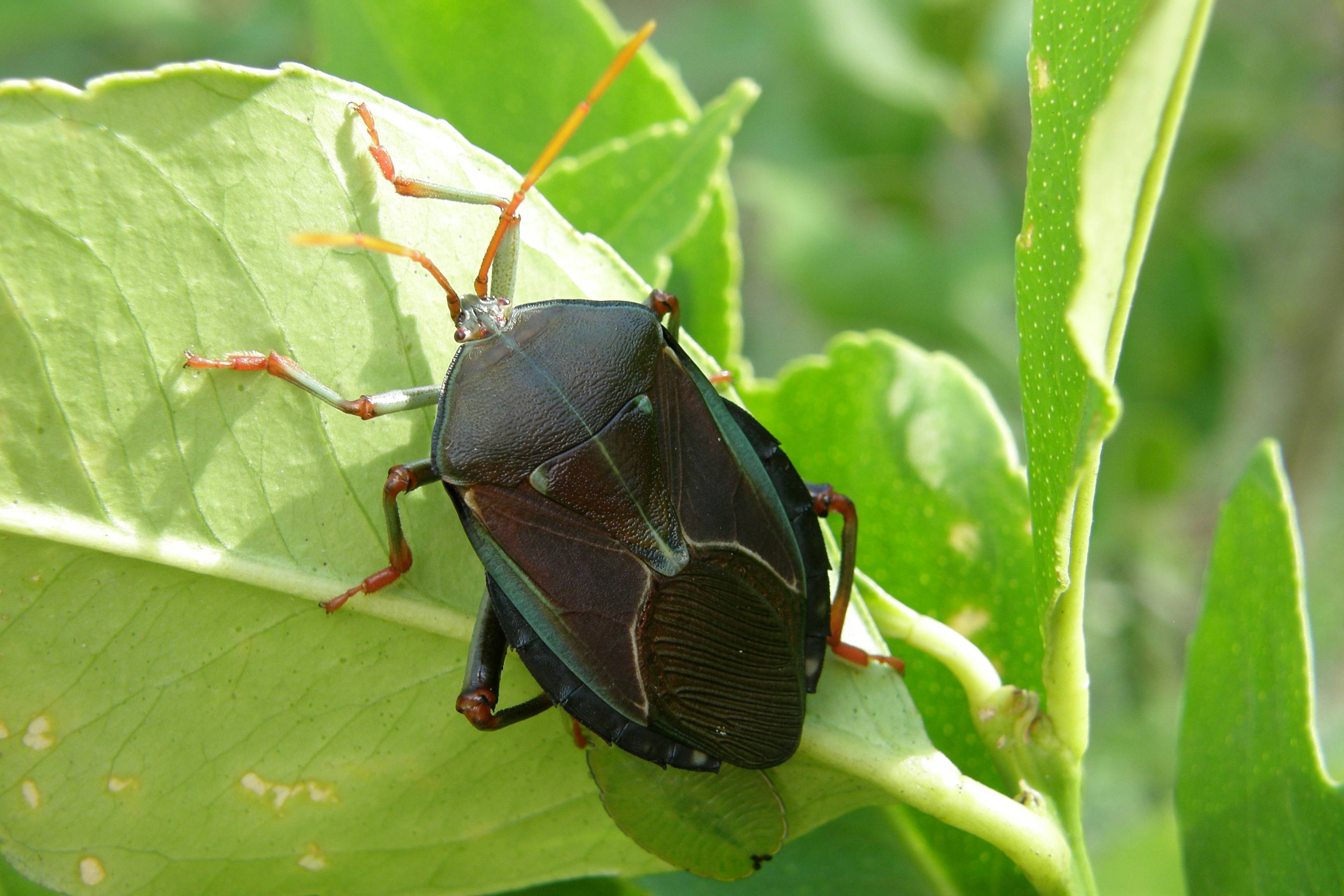 pest control Managing Bronze Orange Bugs on citrus trees Gardening
