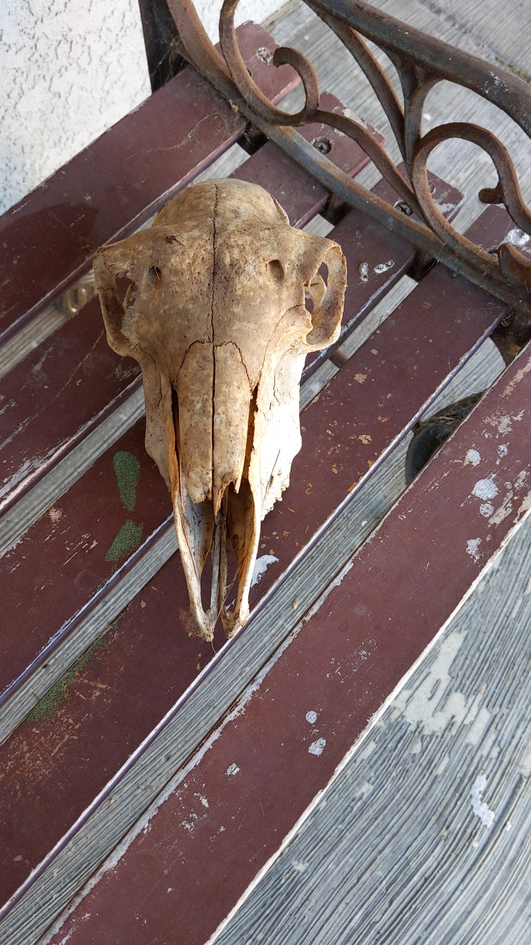 animals What's the best way to preserve a skull, without bleaching