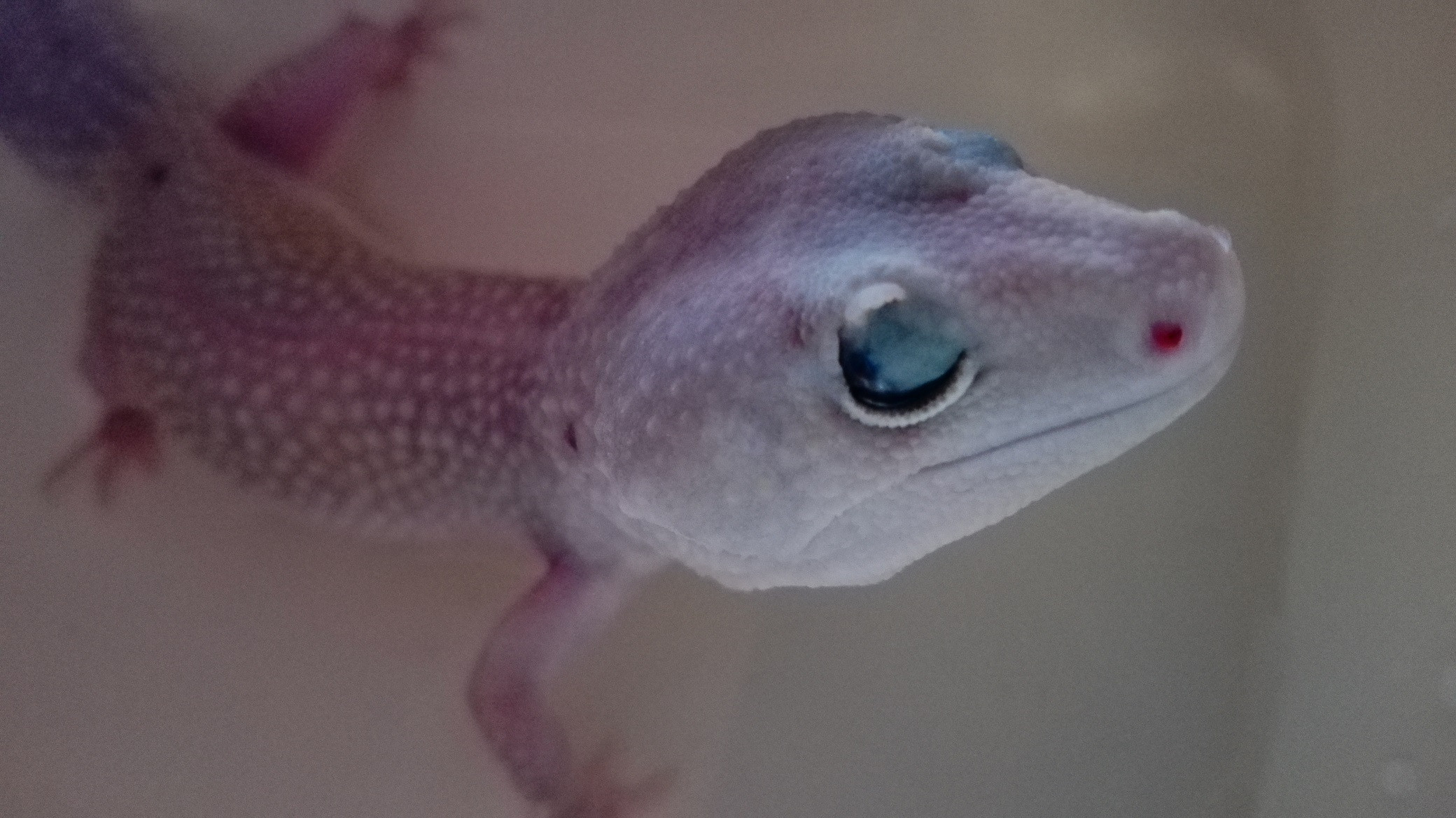health Leopard Gecko Eye problem(Eyelids Grown closed