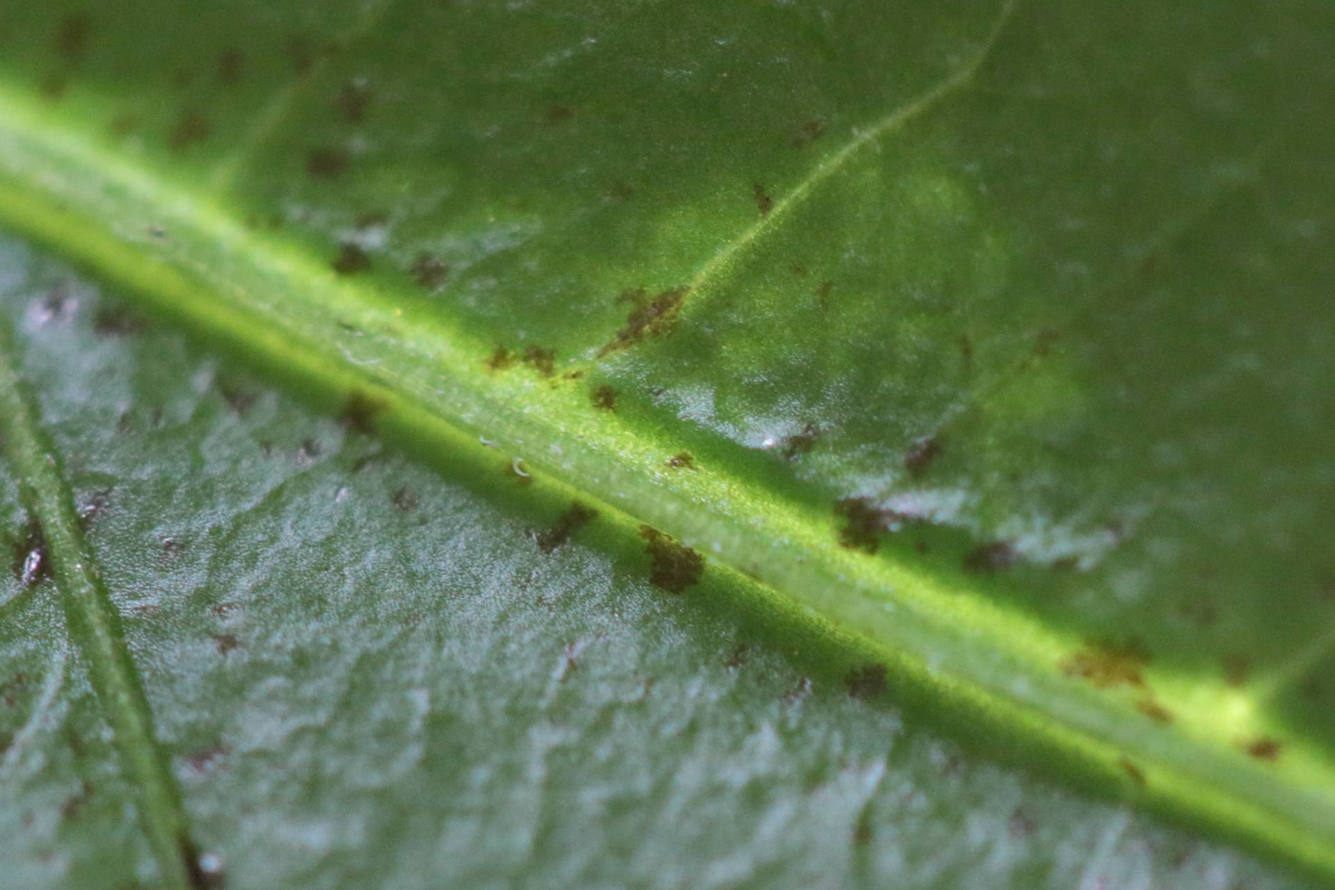 Brown Spots On Pepper Plant Leaves