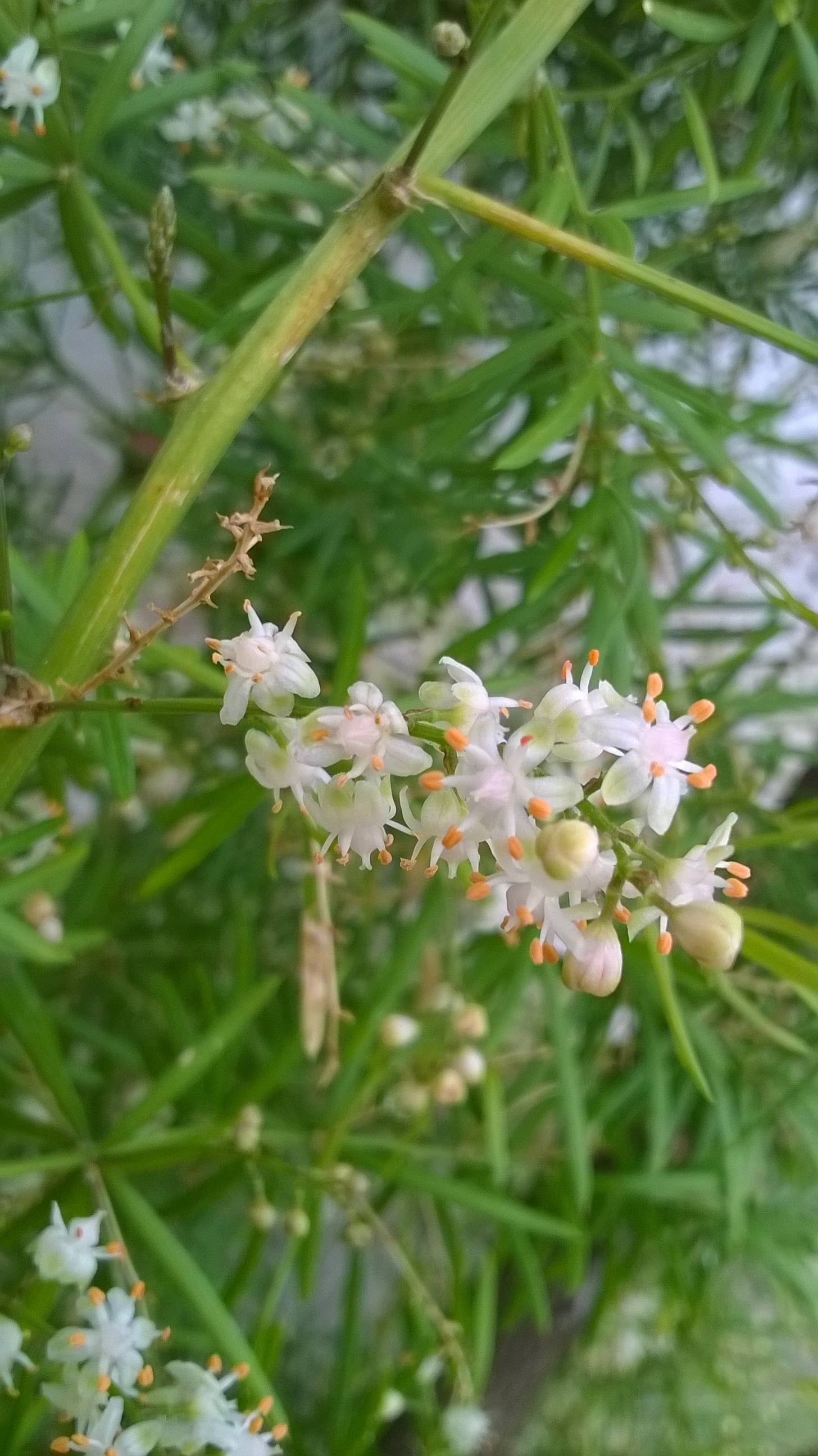 identification What is this spikyleaved, whiteflowered plant that