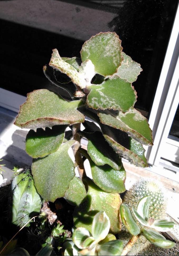 identification What is this succulent with flat hairy
