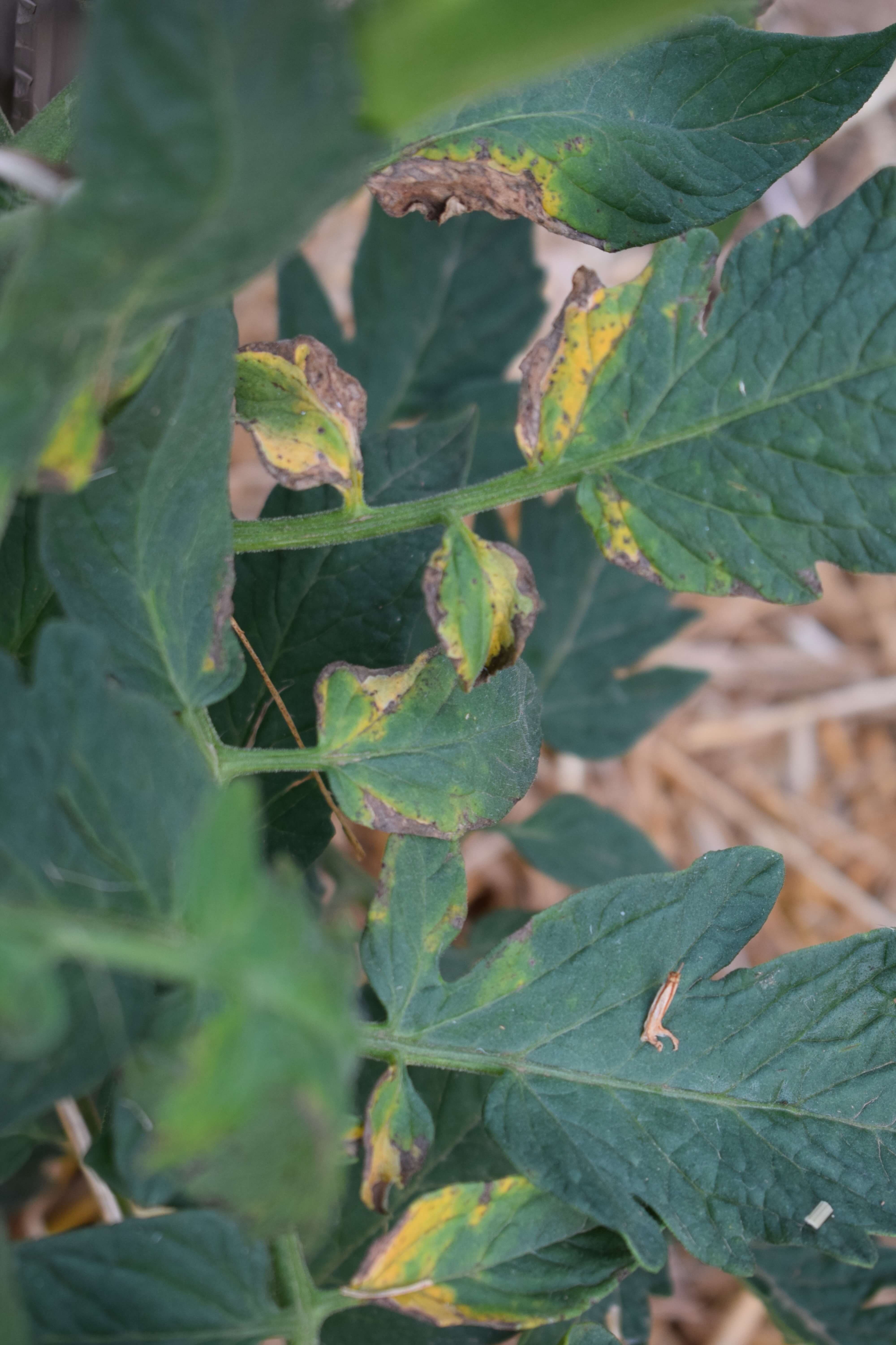 diseases brown yellowish spots on tomato Septoria Leaf Spot