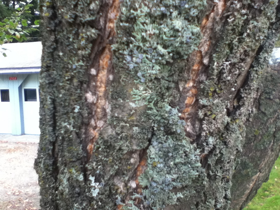 diagnosis How to remedy dieoff of lower and middle branches on my