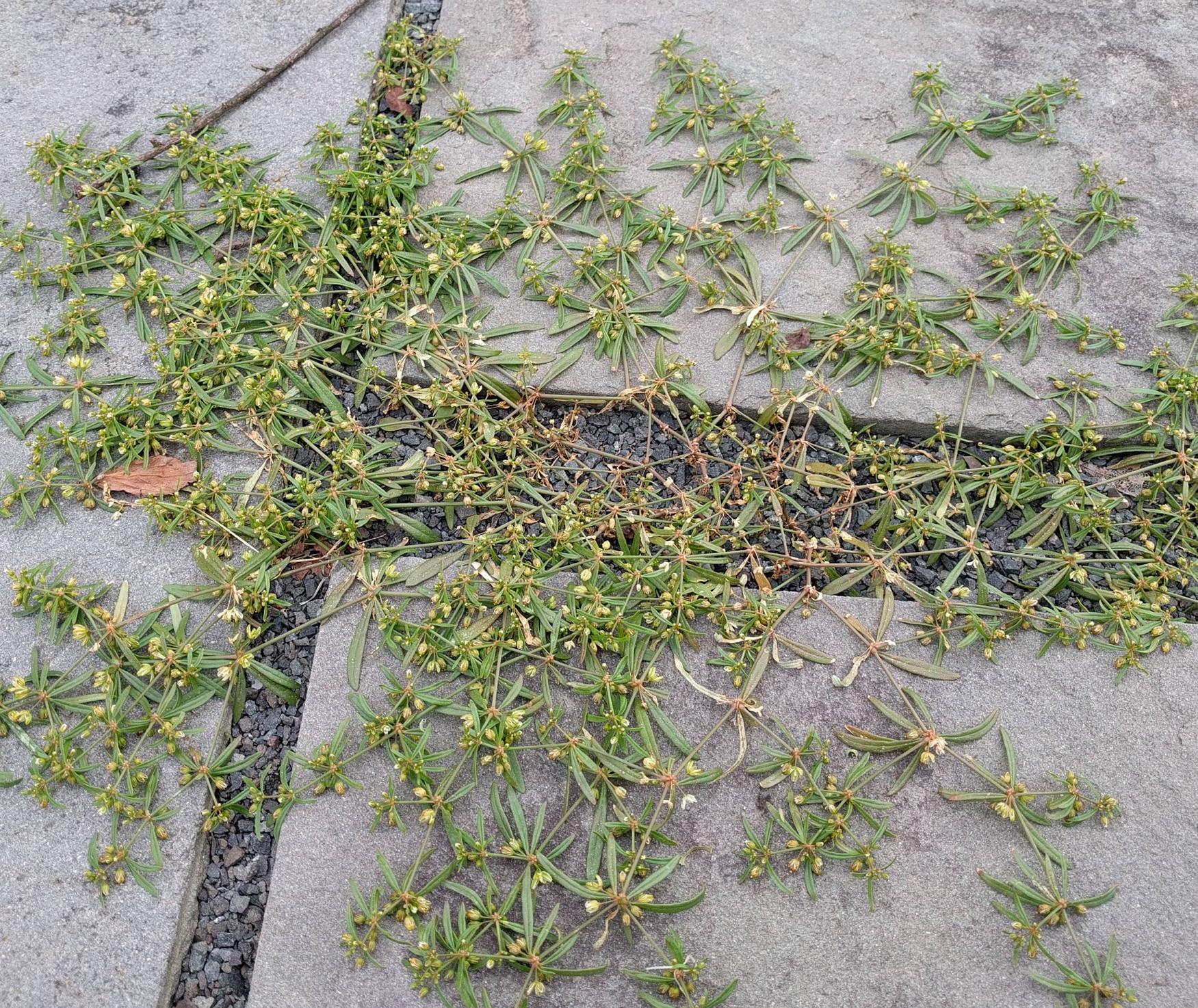 Weeds in paver spacing help with identification & suggestions