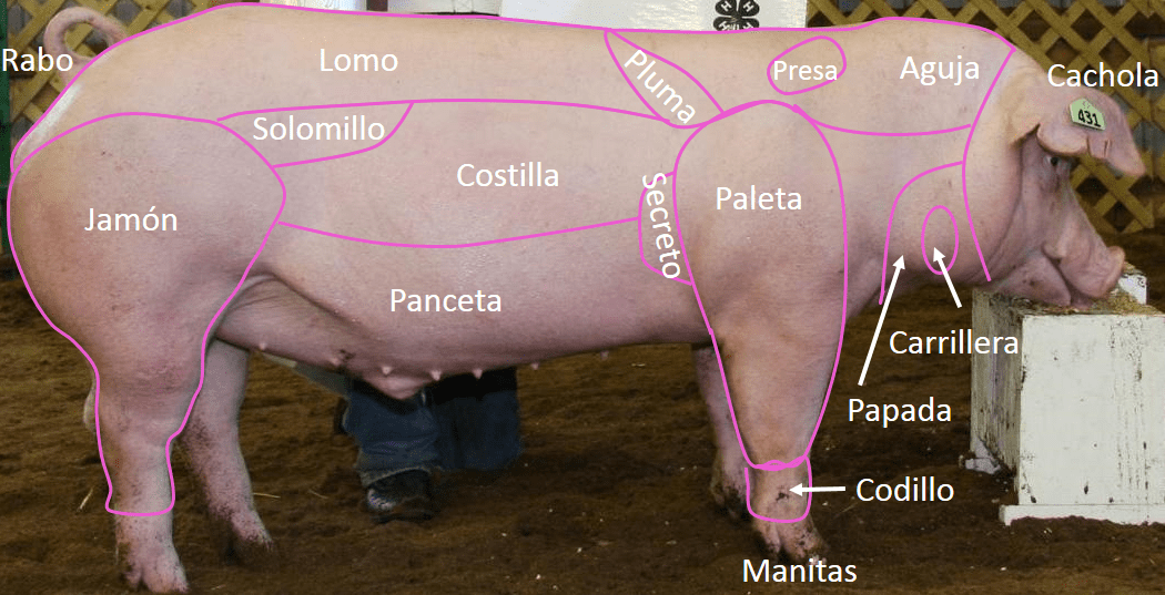 traducción What do you call pork butt used to make "carnitas"? Spanish Language Stack Exchange