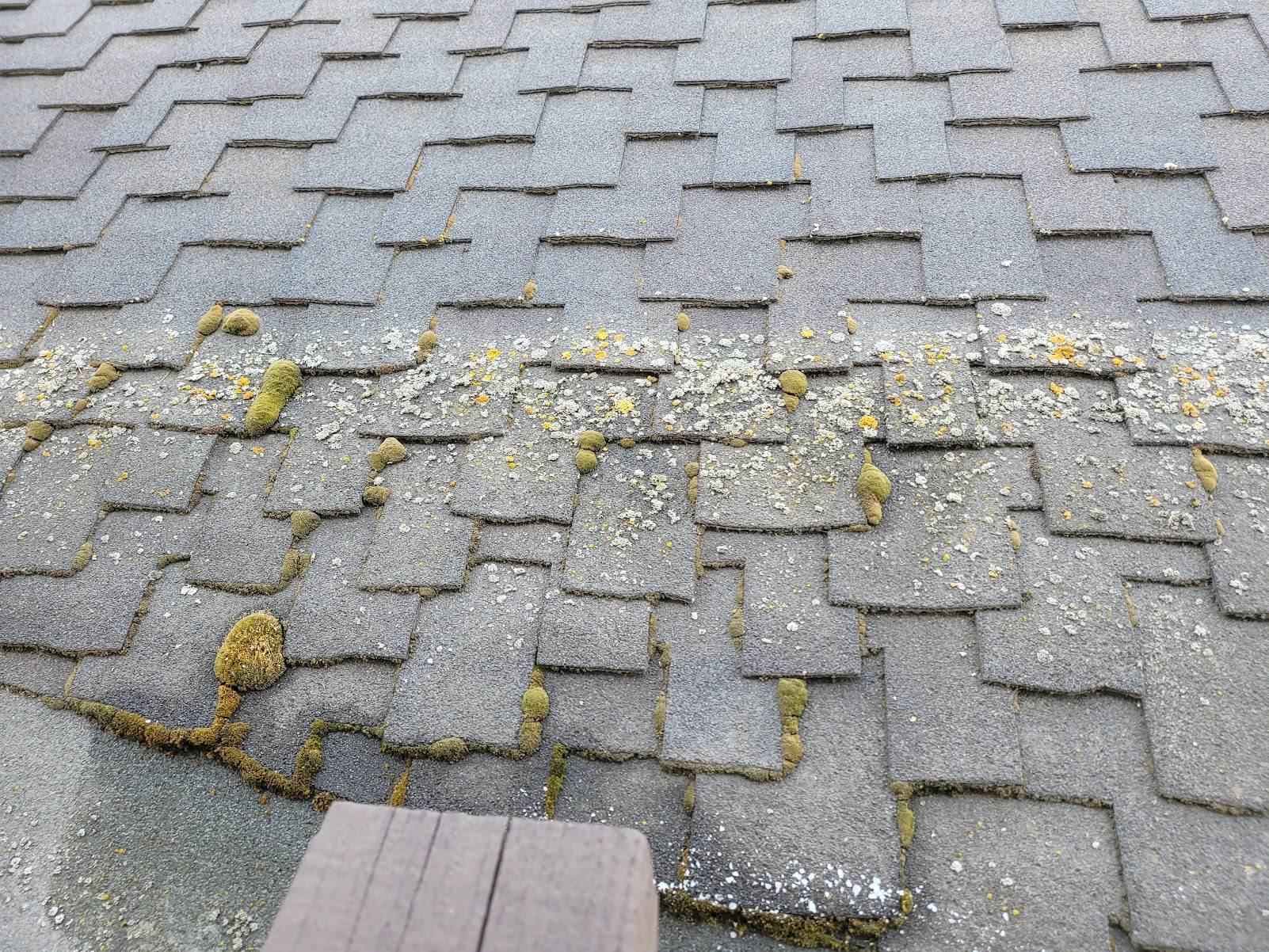 safety Help me identify Mold or fungus or Moss? Home Improvement