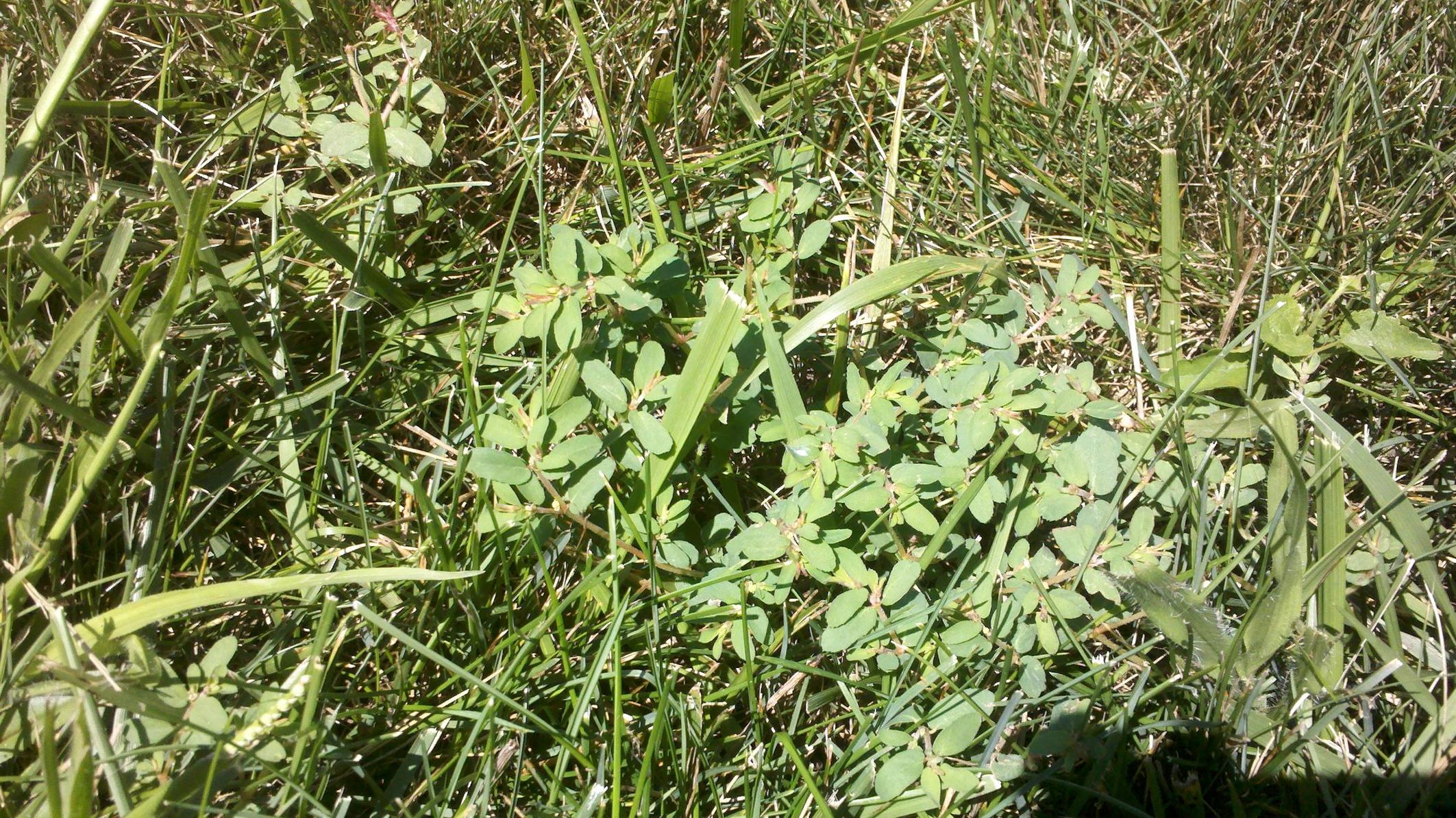 What is this weed in my lawn and how do I control it? Gardening