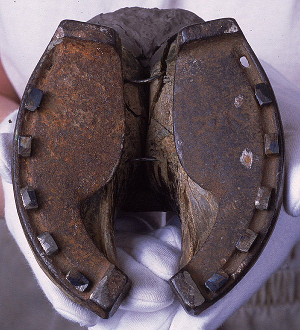 science based 'Horseshoes' for Deer? Worldbuilding Stack Exchange