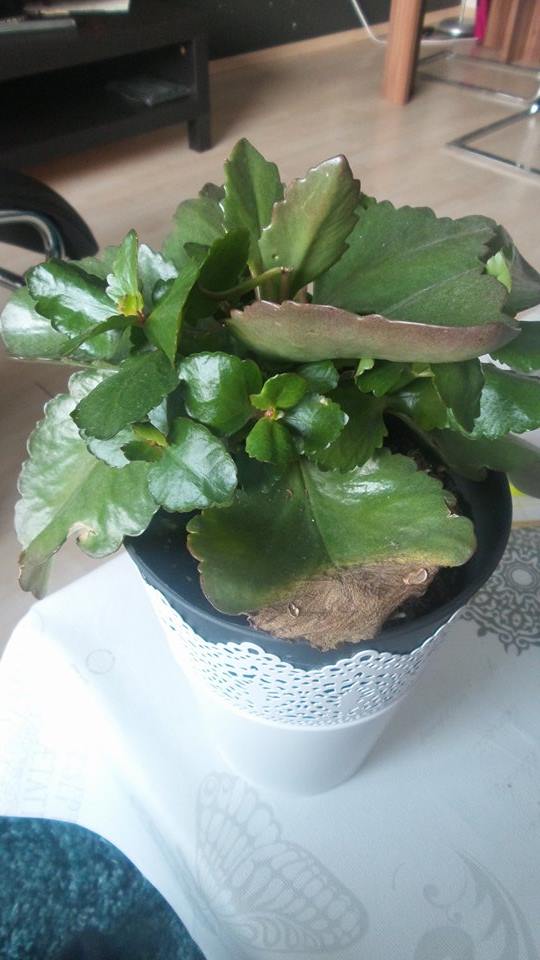 succulents Shall I remove broken or partly dead leaves of a Kalanchoe