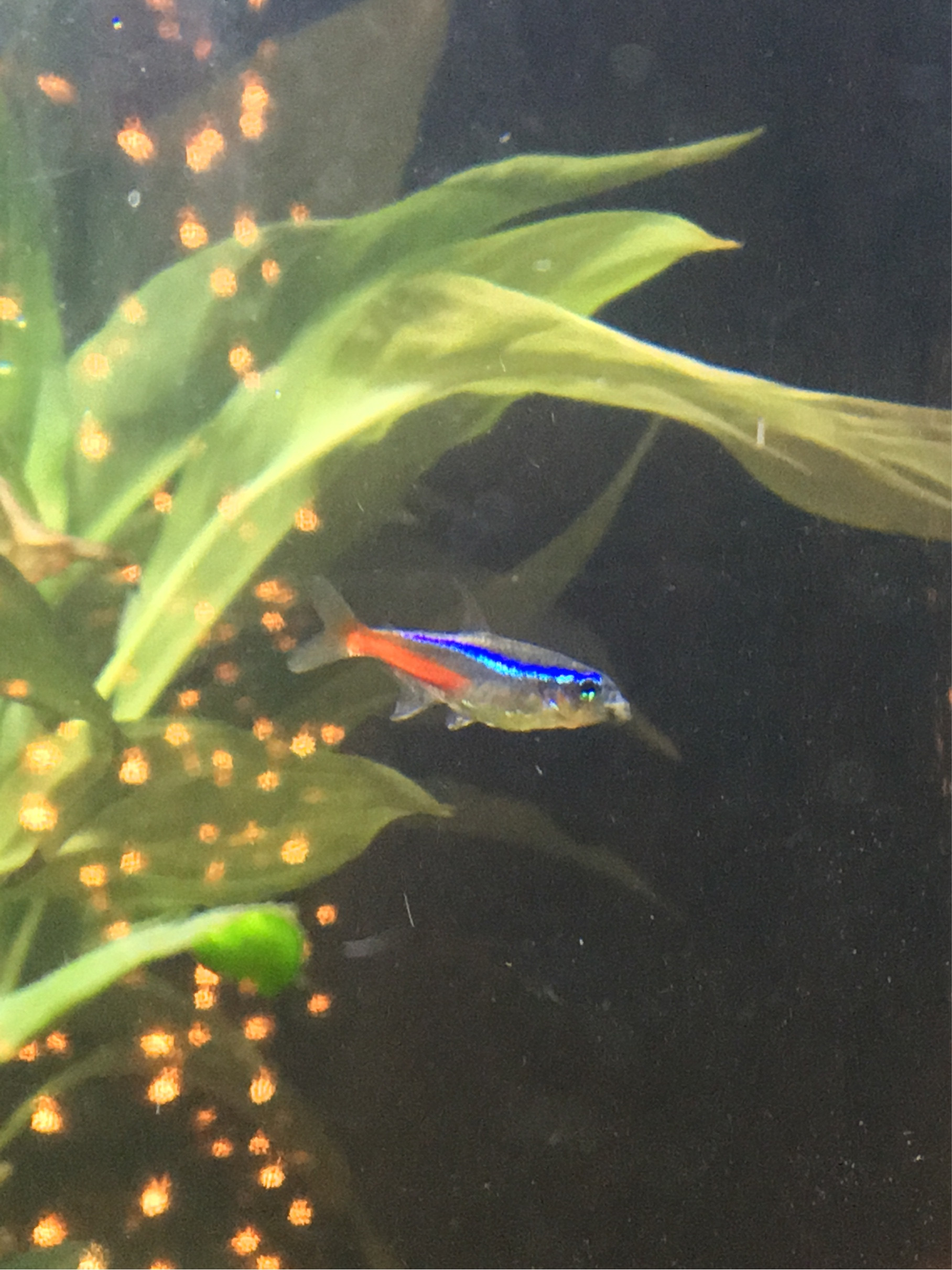 fish Neon tetra with cotton mouth Pets Stack Exchange