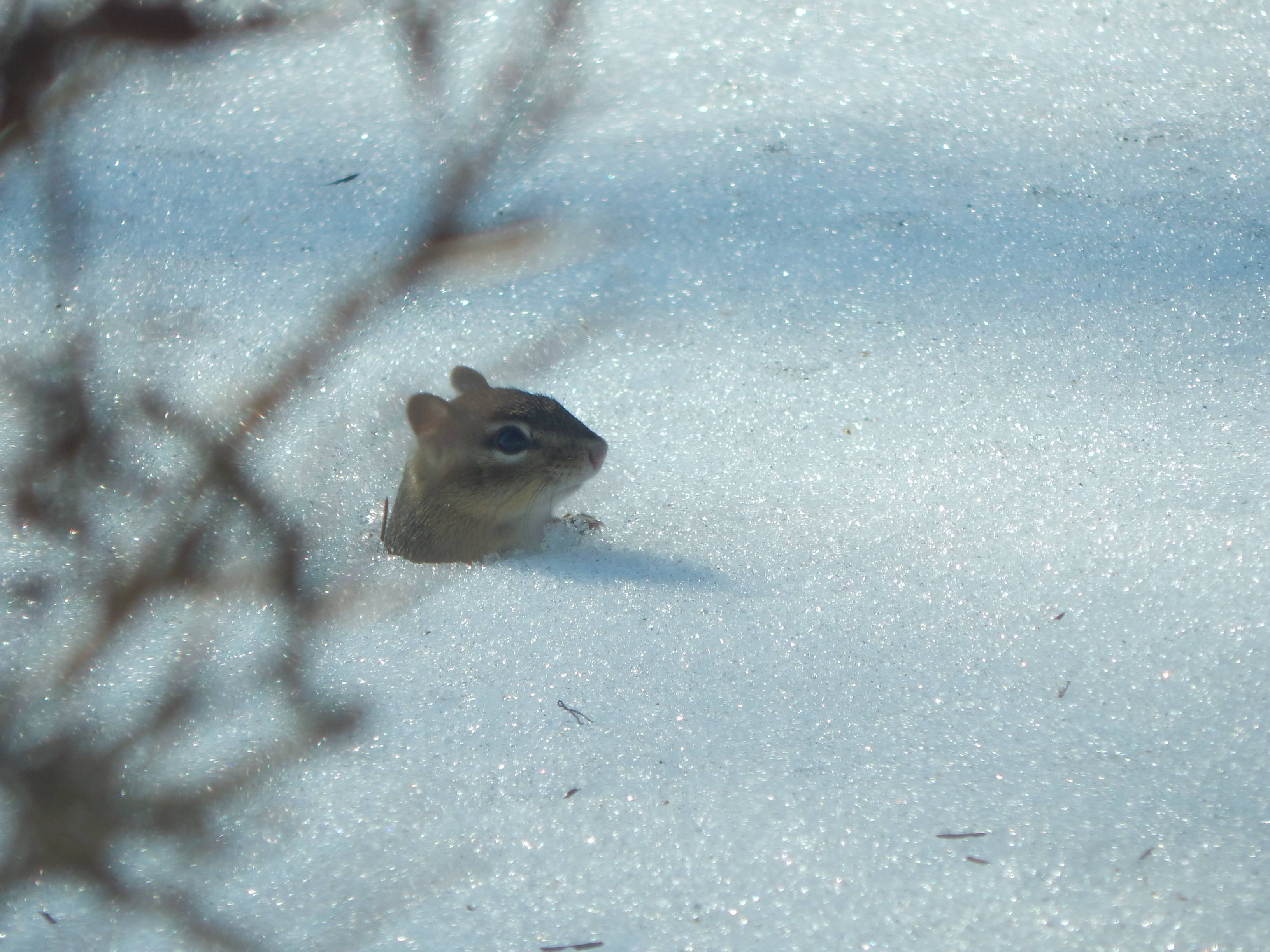 animals Do chipmunks hibernate in woodpiles, and, if so, how do I