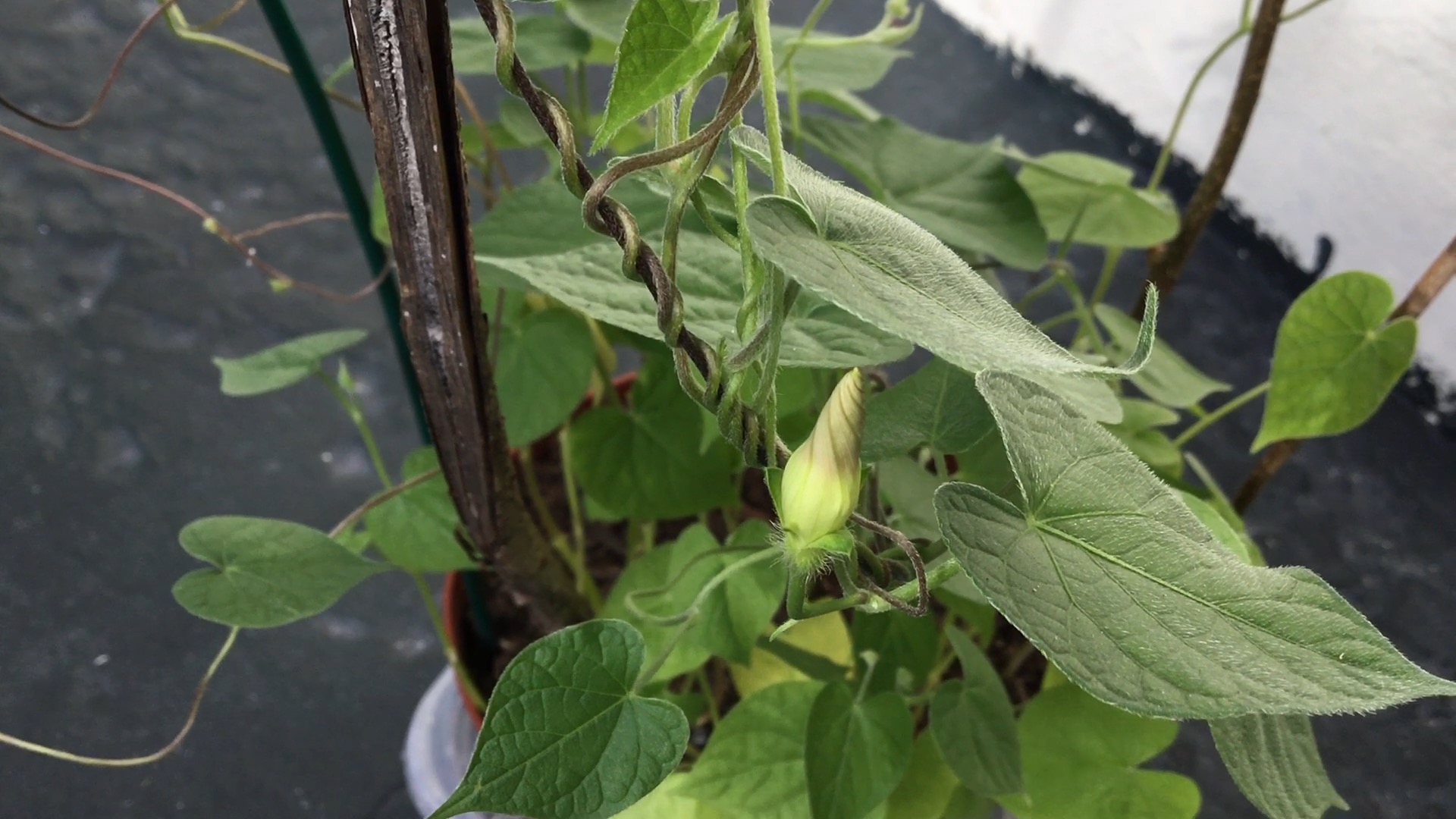 plant health What is attacking my morning glories and how do I get rid of it? Gardening