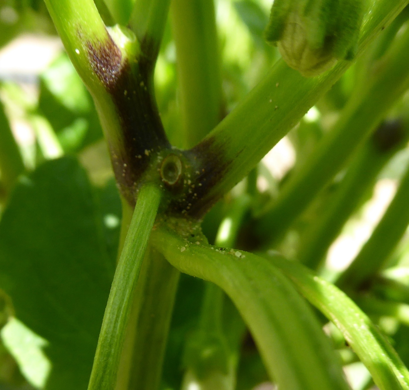 diagnosis What is causing curled and deformed capsicum and chilli
