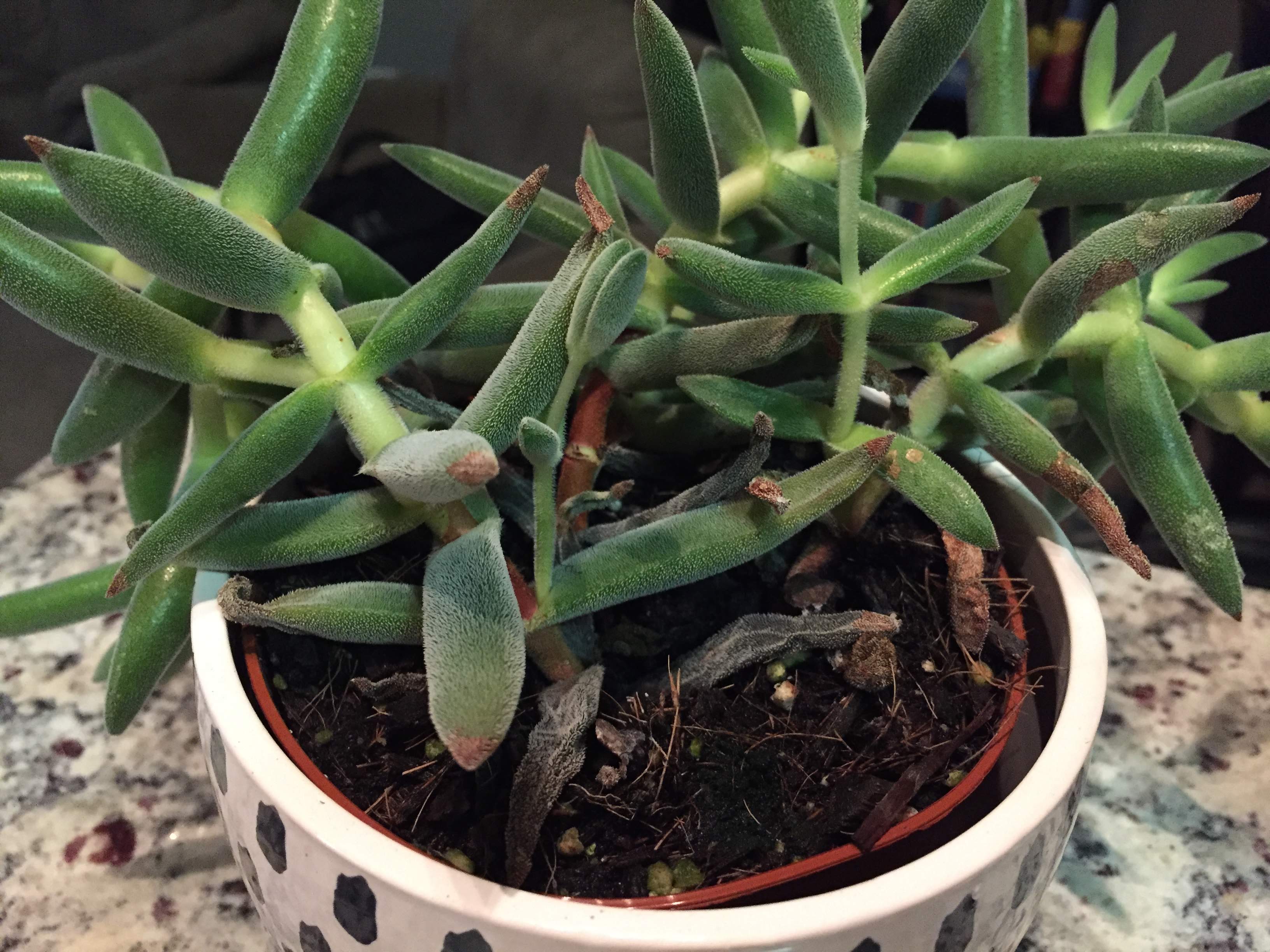 diagnosis What is happening to my succulent and how can I cure it