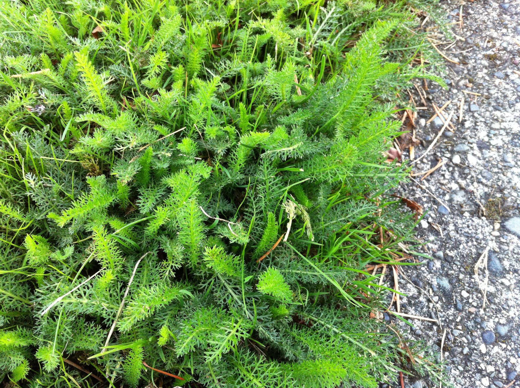identification What is this potential lawn replacement
