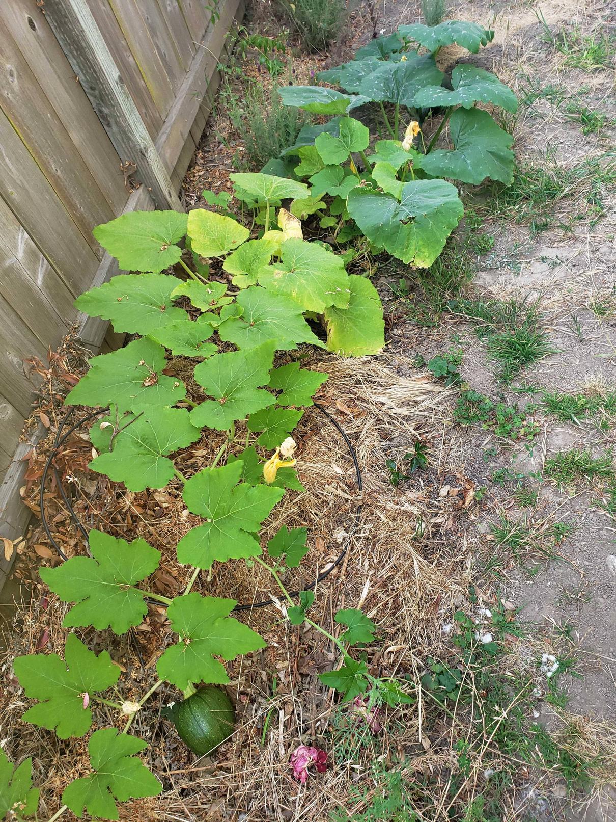 Pumpkin Plant Leaves