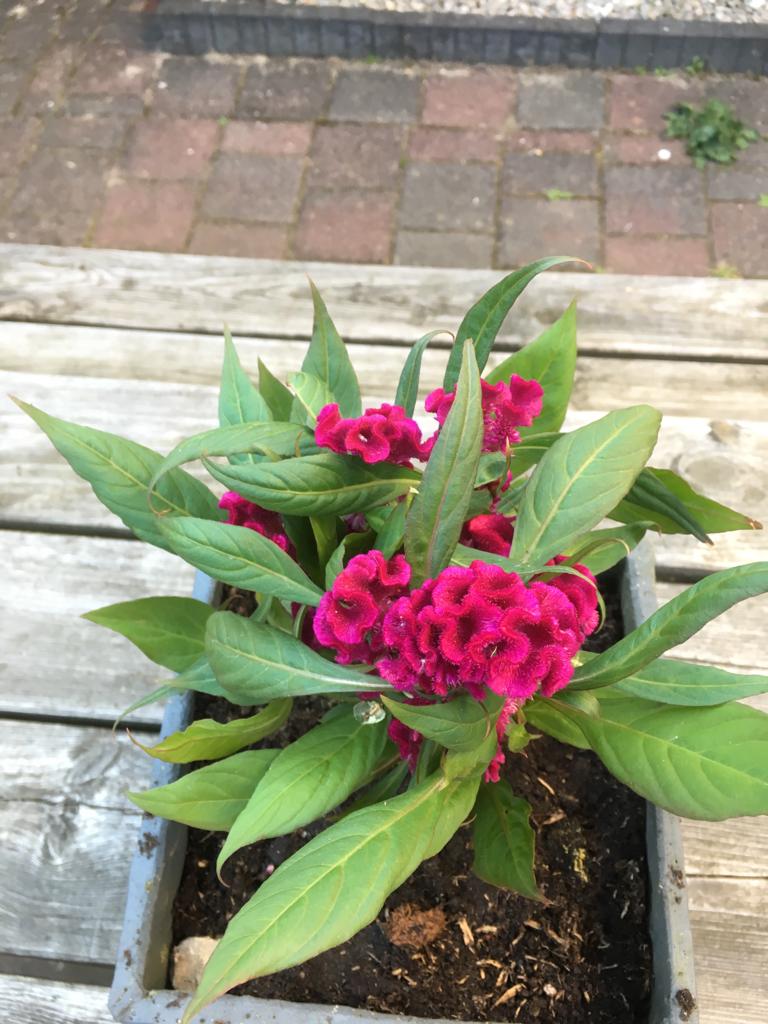 identification - Can I keep this (Celosia) plant outside? - Gardening