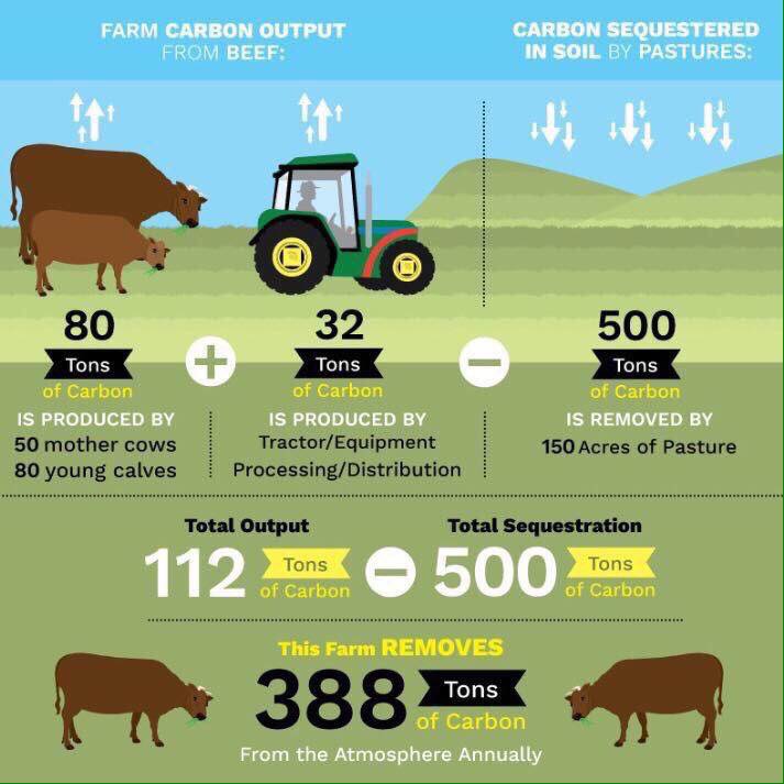 climate change Do beef farmed pastures reduce carbon emissions