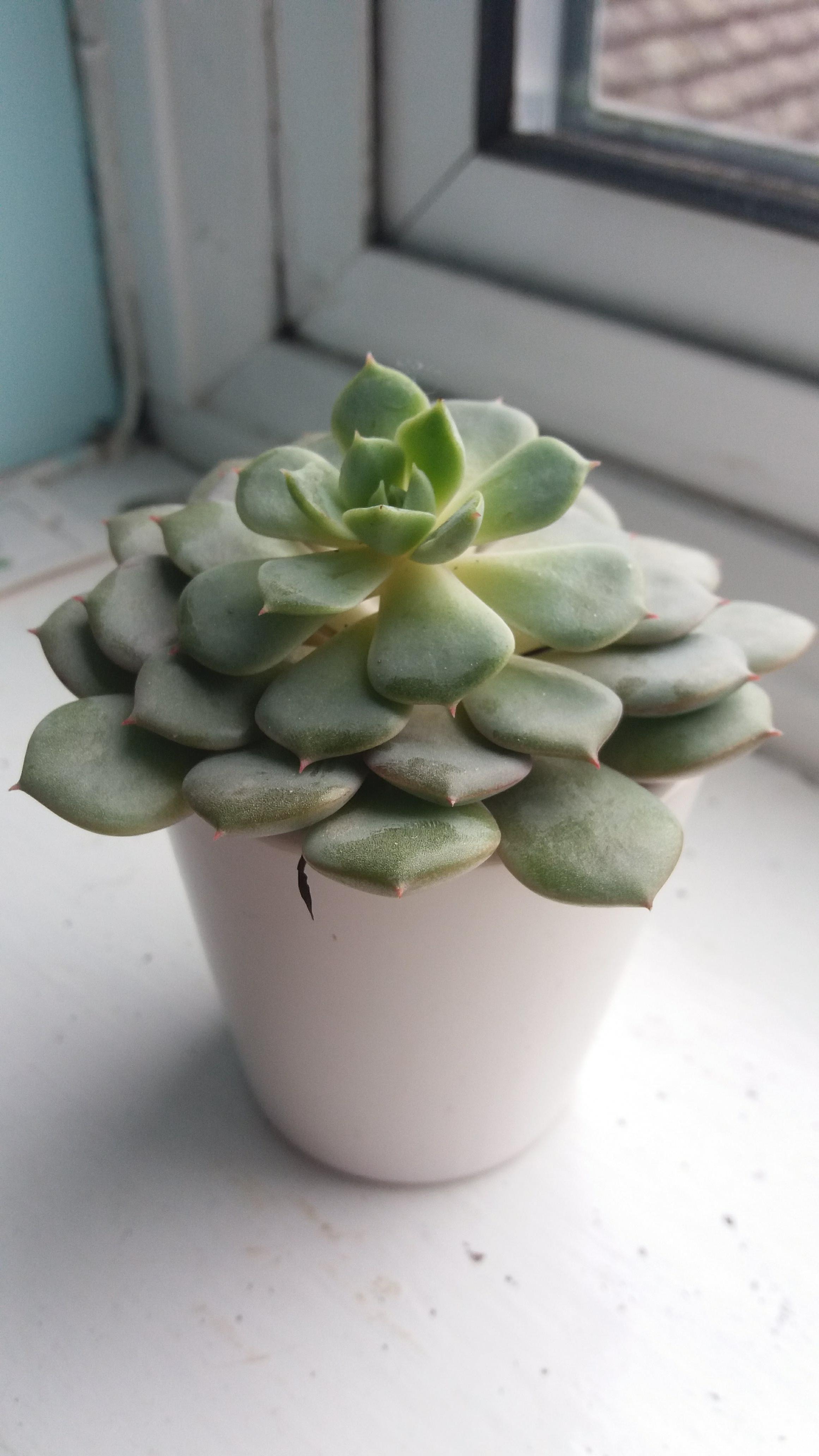 identification Identify a succulent with flat whorled