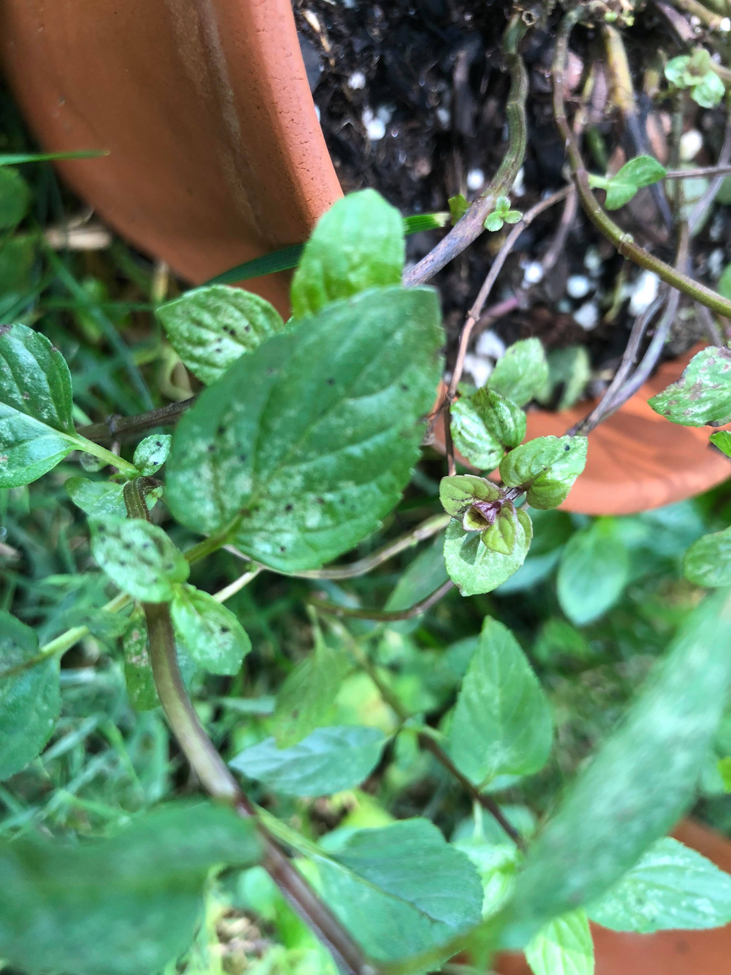 I was wondering if my Chocolate Mint plant had some type of disease