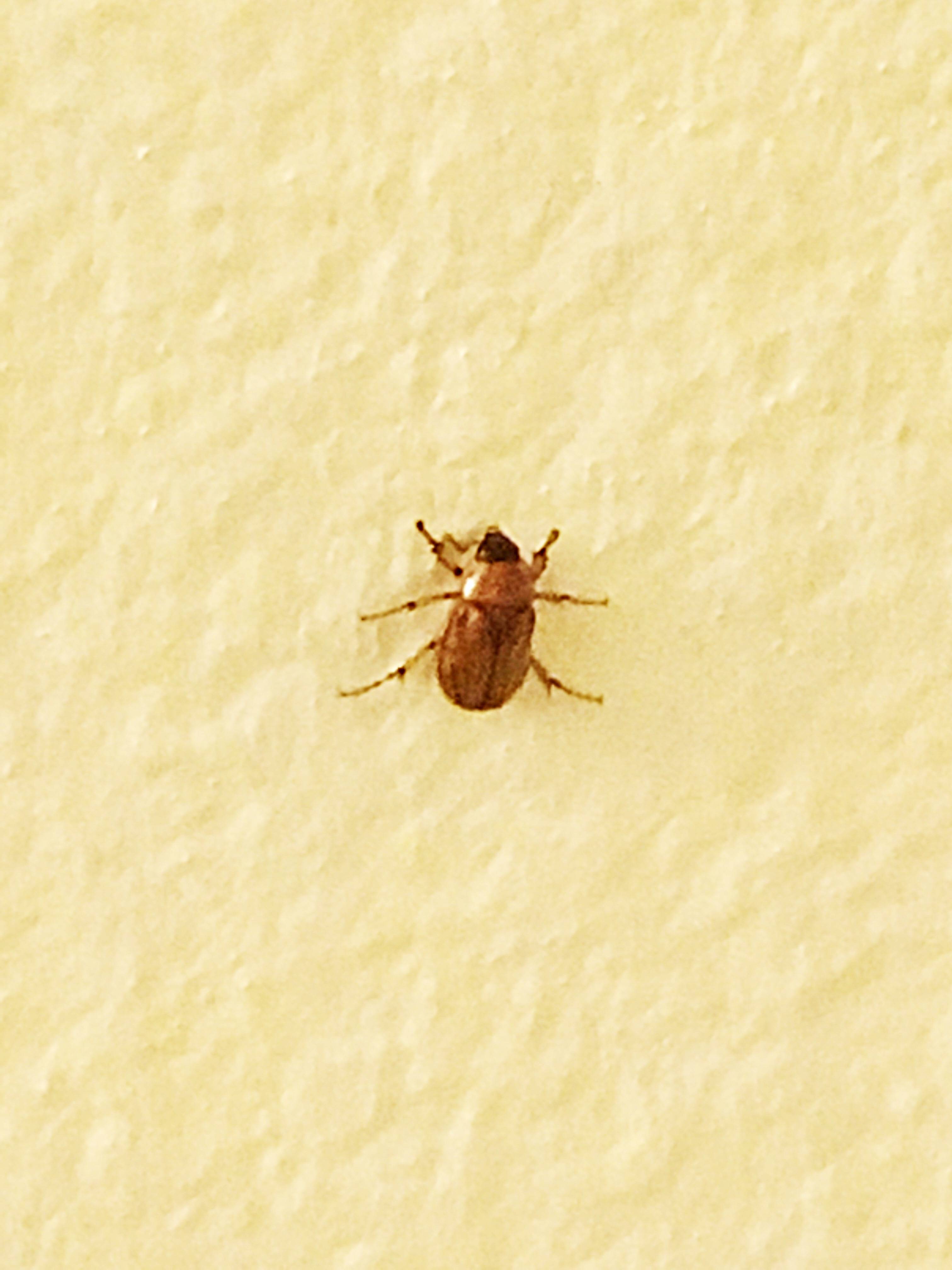 species identification What is this insect in Southern California? Biology Stack Exchange