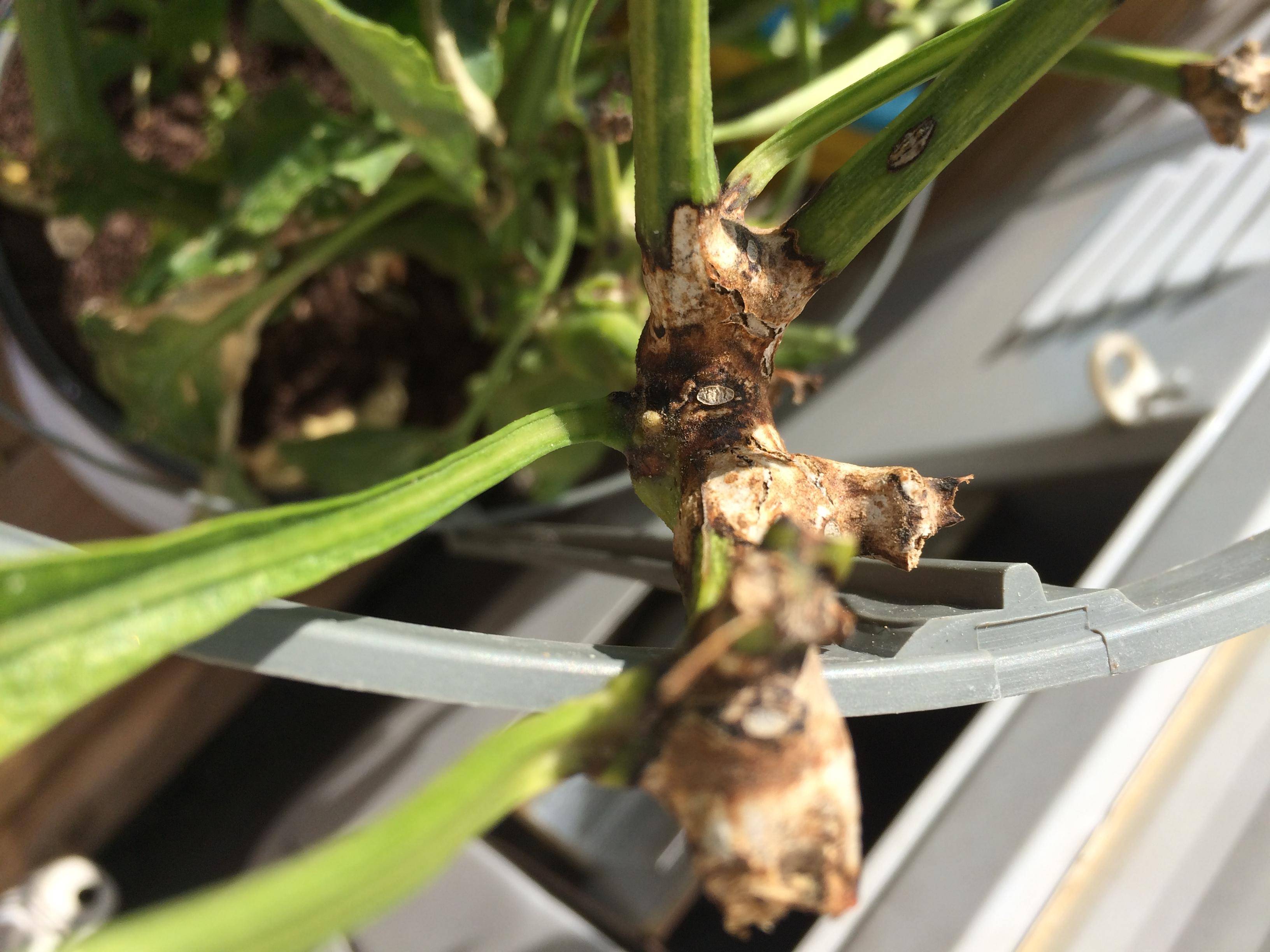 diagnosis Bugs eating my yellow bell pepper Gardening & Landscaping