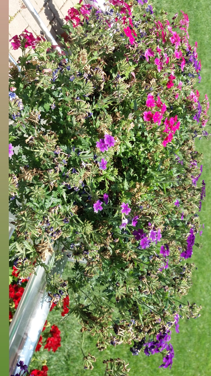 flowers Do these verbenas need deadheading? Gardening & Landscaping