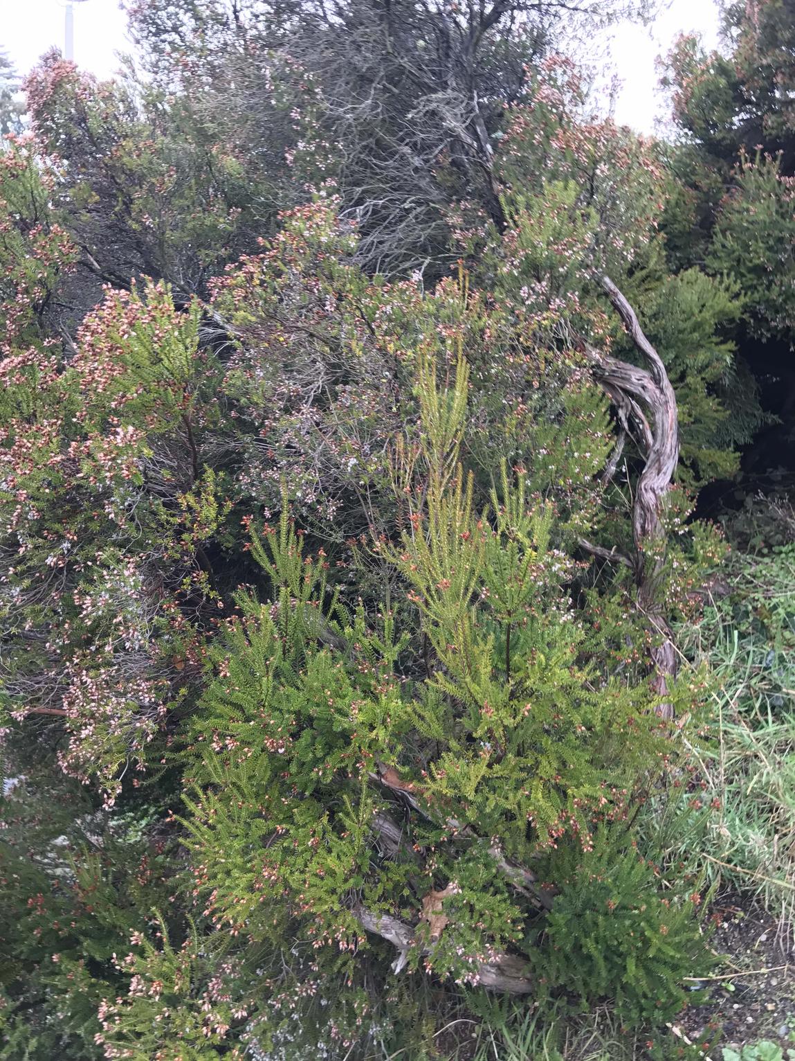 identification What variety of heather grows to a large 4 foot height