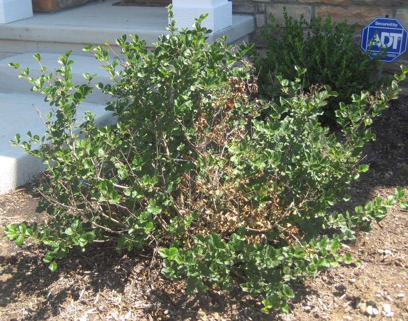 diagnosis What is the cause of the dead spots in my lilac bush